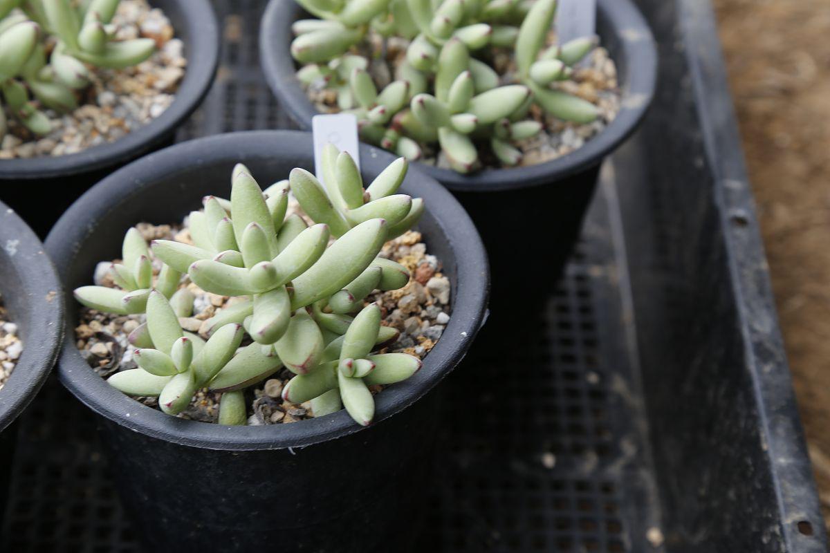 子宝多肉:绿色宝藏的养护和繁殖 子宝多肉,这一绿色宝藏,凭借其独特的