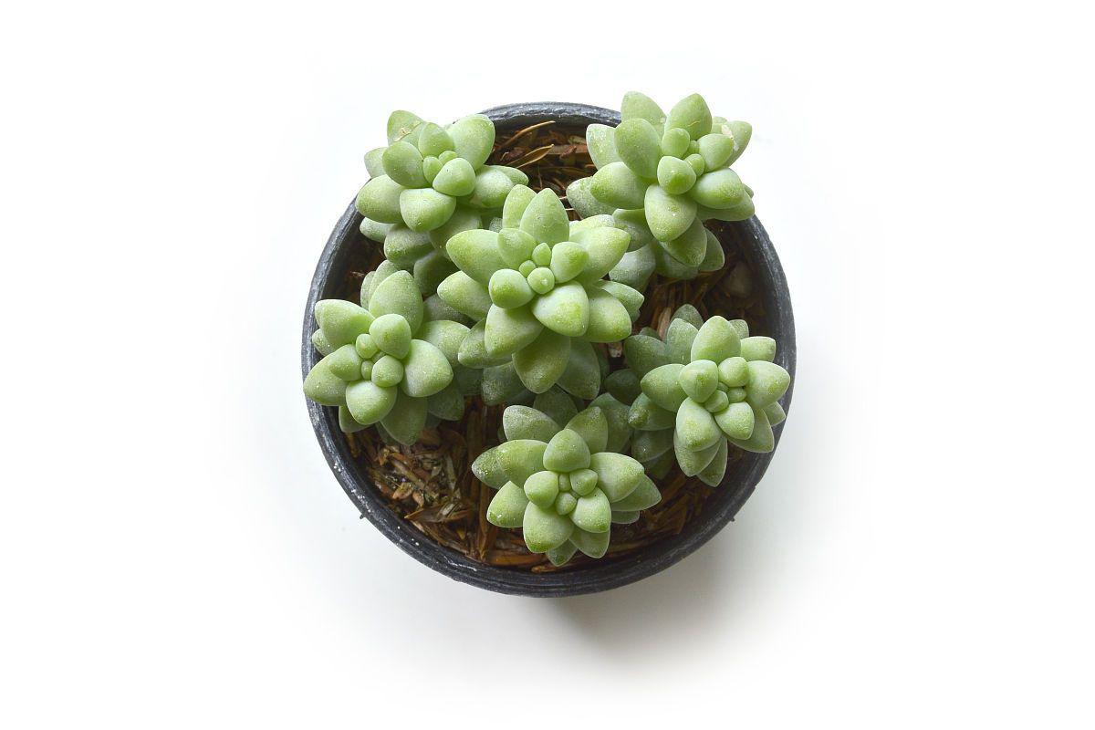 子宝多肉:绿色宝藏的养护和繁殖 子宝多肉,这一绿色宝藏,凭借其独特的