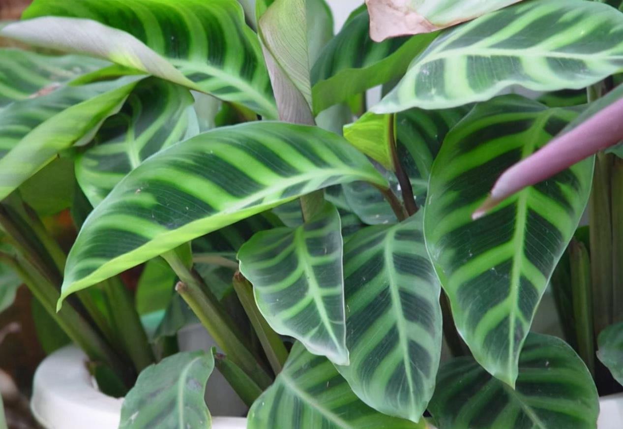 三种迷人却"难养"的网红花卉 你是否曾被那些高颜值的网红植物所吸引