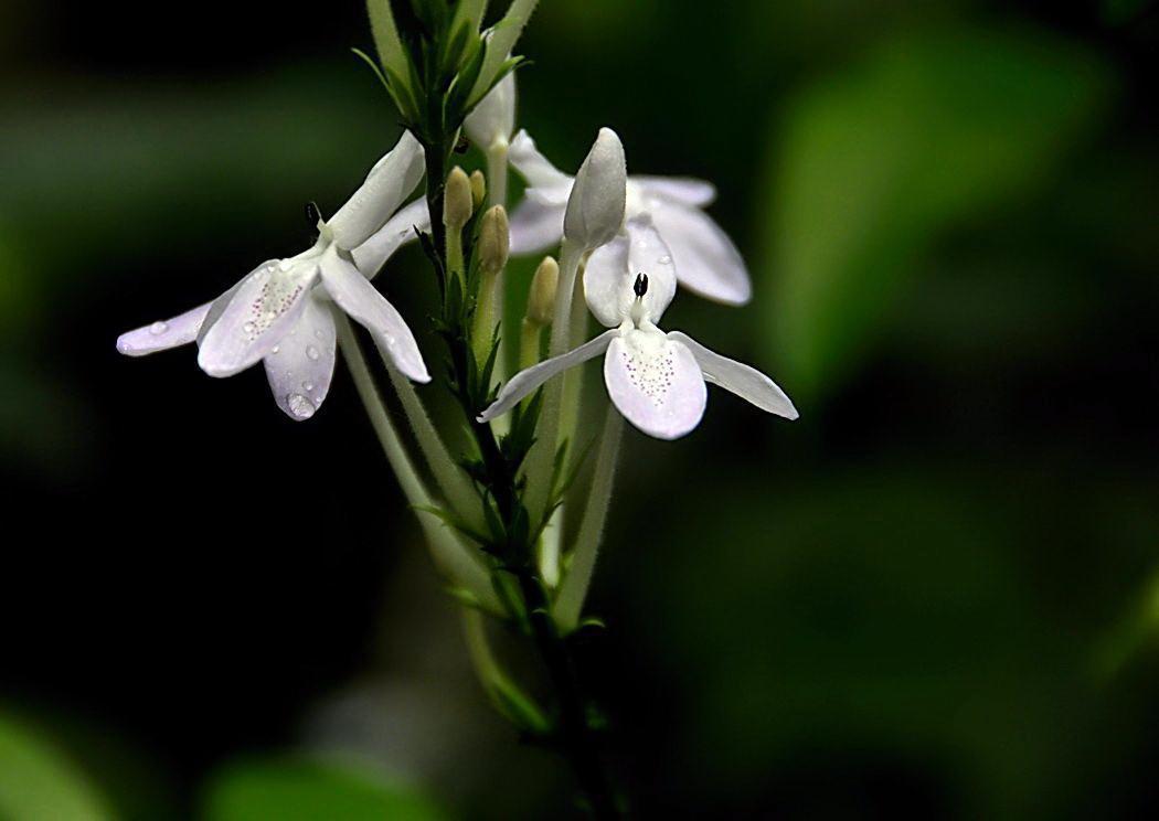 白如意花,又称白鹤藤,是一种常绿蔓性草本植物,叶片青翠欲滴,花朵