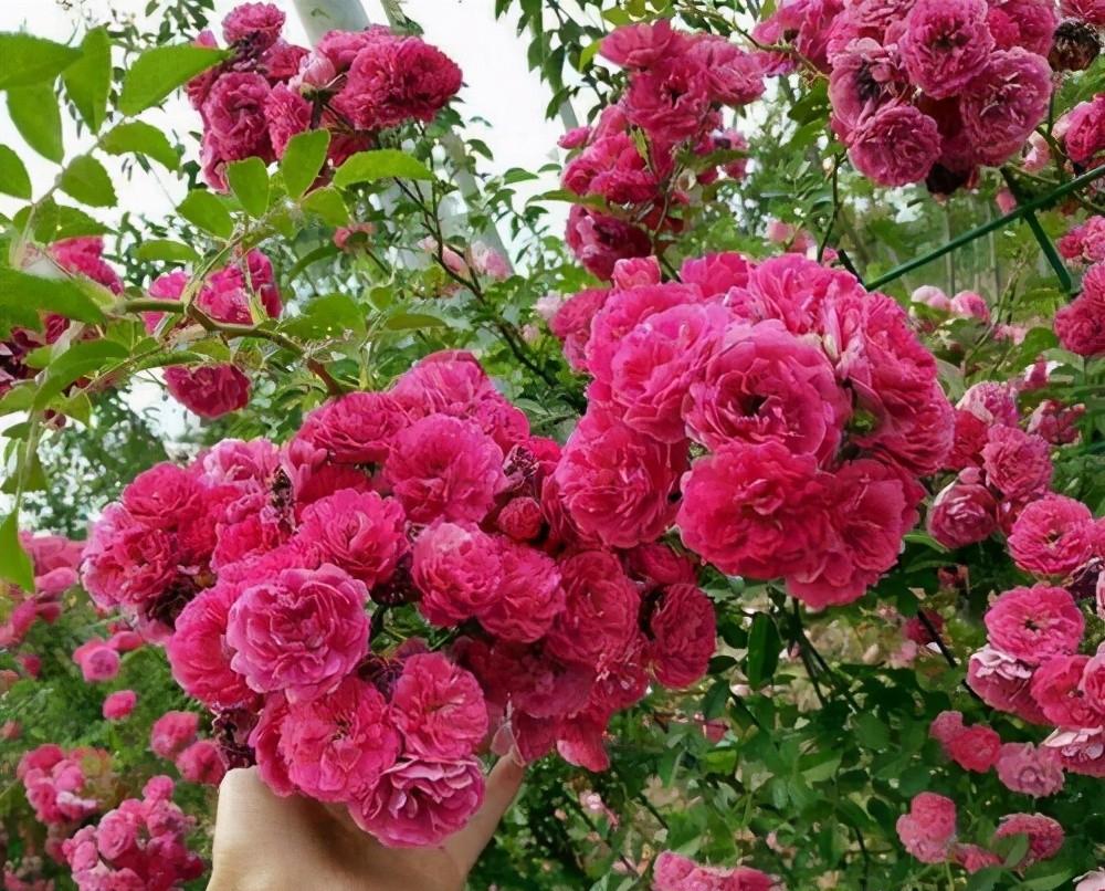 甜蜜红木香:让你的生活充满自然的温暖和美丽 甜蜜红木香,这个名字听