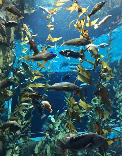 西雅图水族馆:与海洋生物亲密接触的圣地 西雅图水族馆位于美国华盛顿