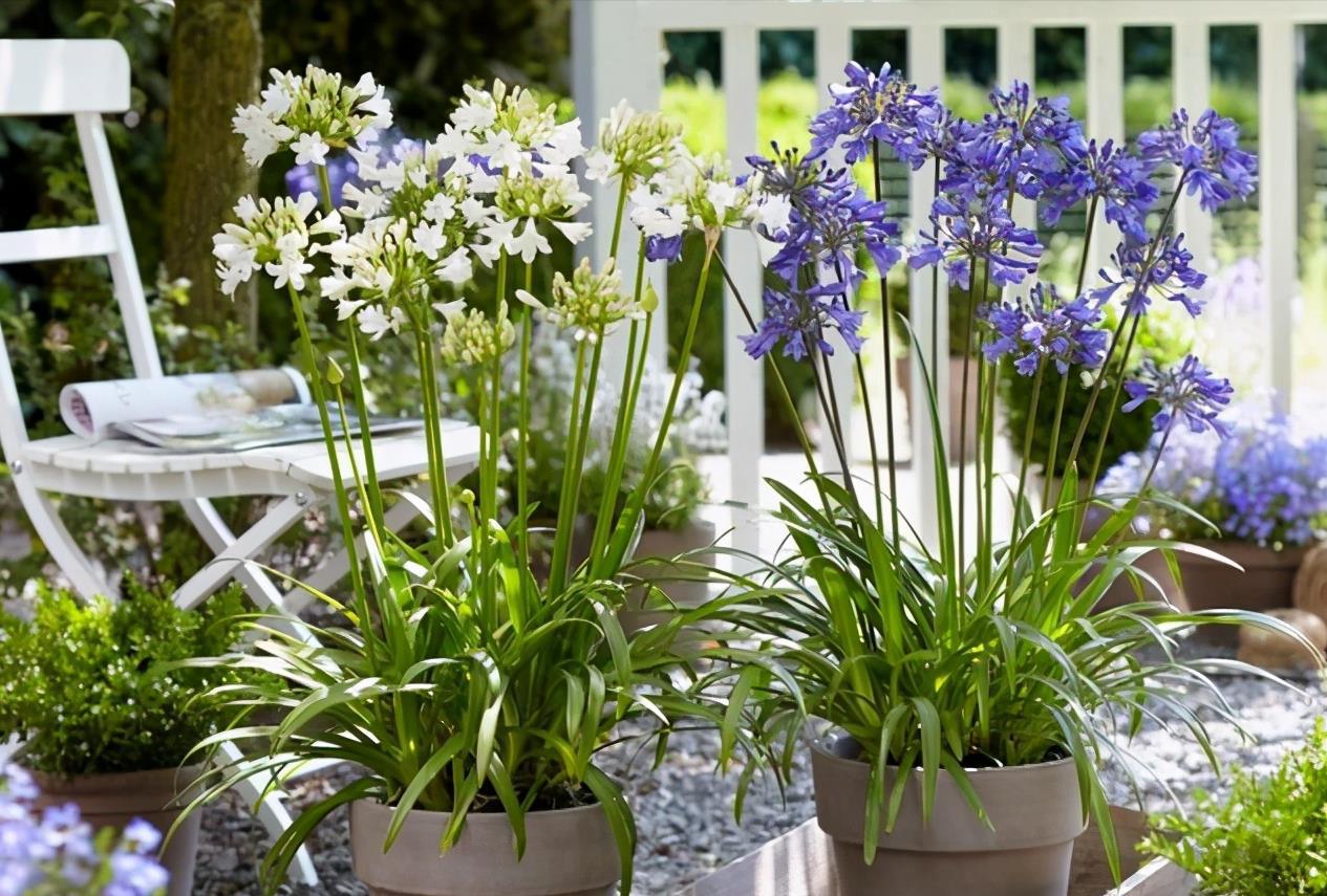 百子莲:盛夏清凉的仙气之花 百子莲是一种多年生宿根草本植物,被誉为"