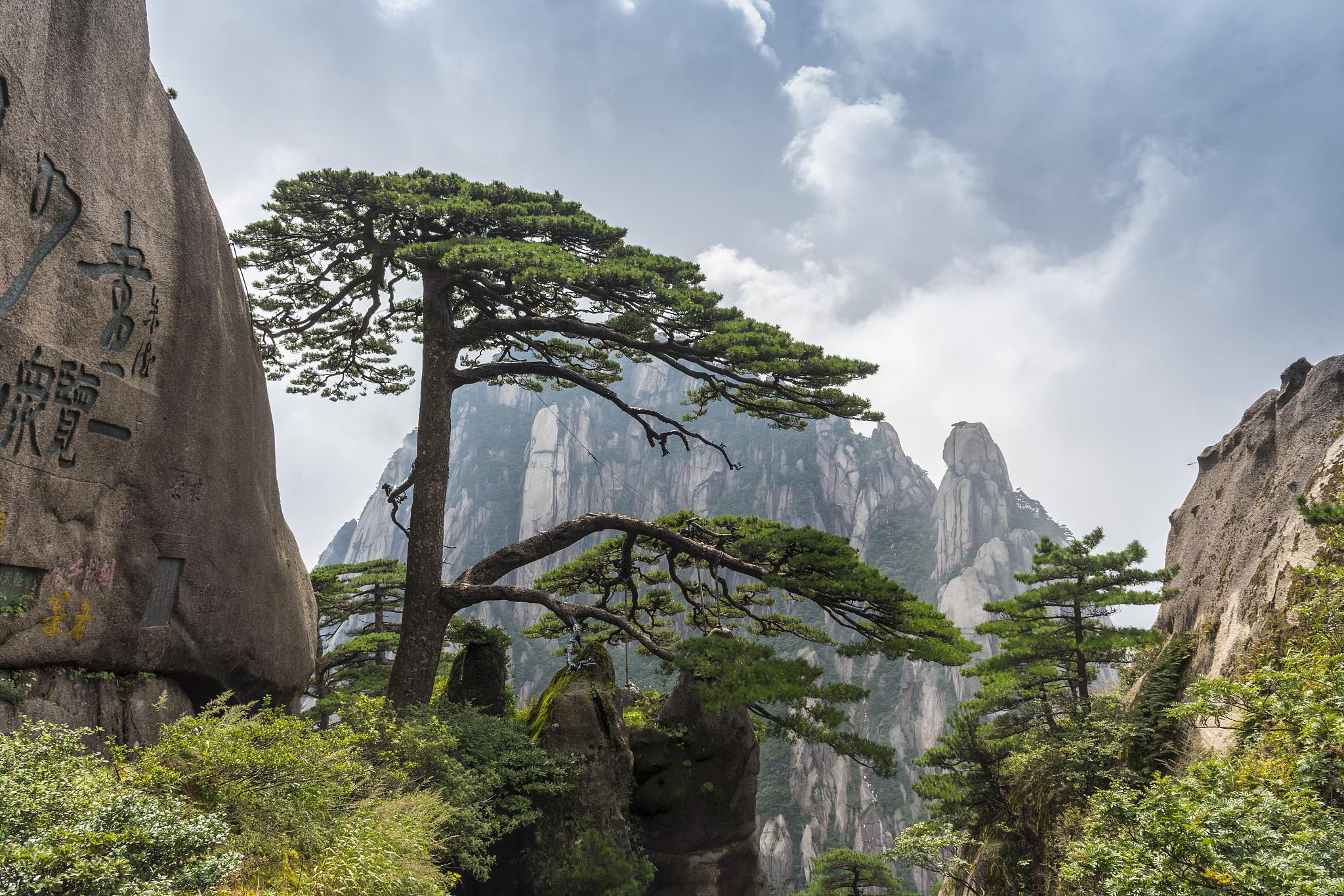 迎客松盆景的养护之道:从选盆,选土到病虫害防治 迎客松,中华文化之魂