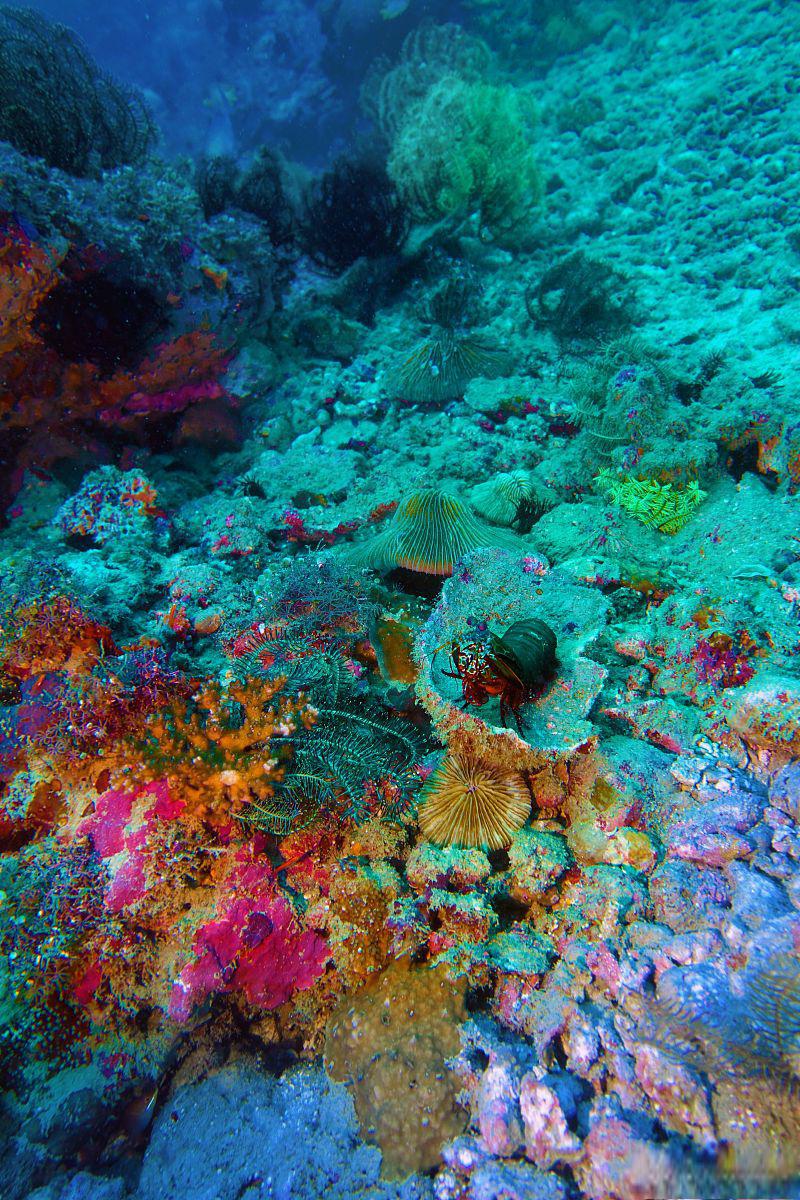 西沙群岛海底图片美景图片