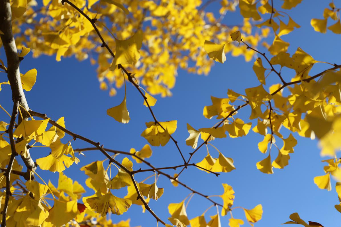 北京银杏树观赏胜地,尽享秋日美景 北京的银杏树是秋日的代表,不仅