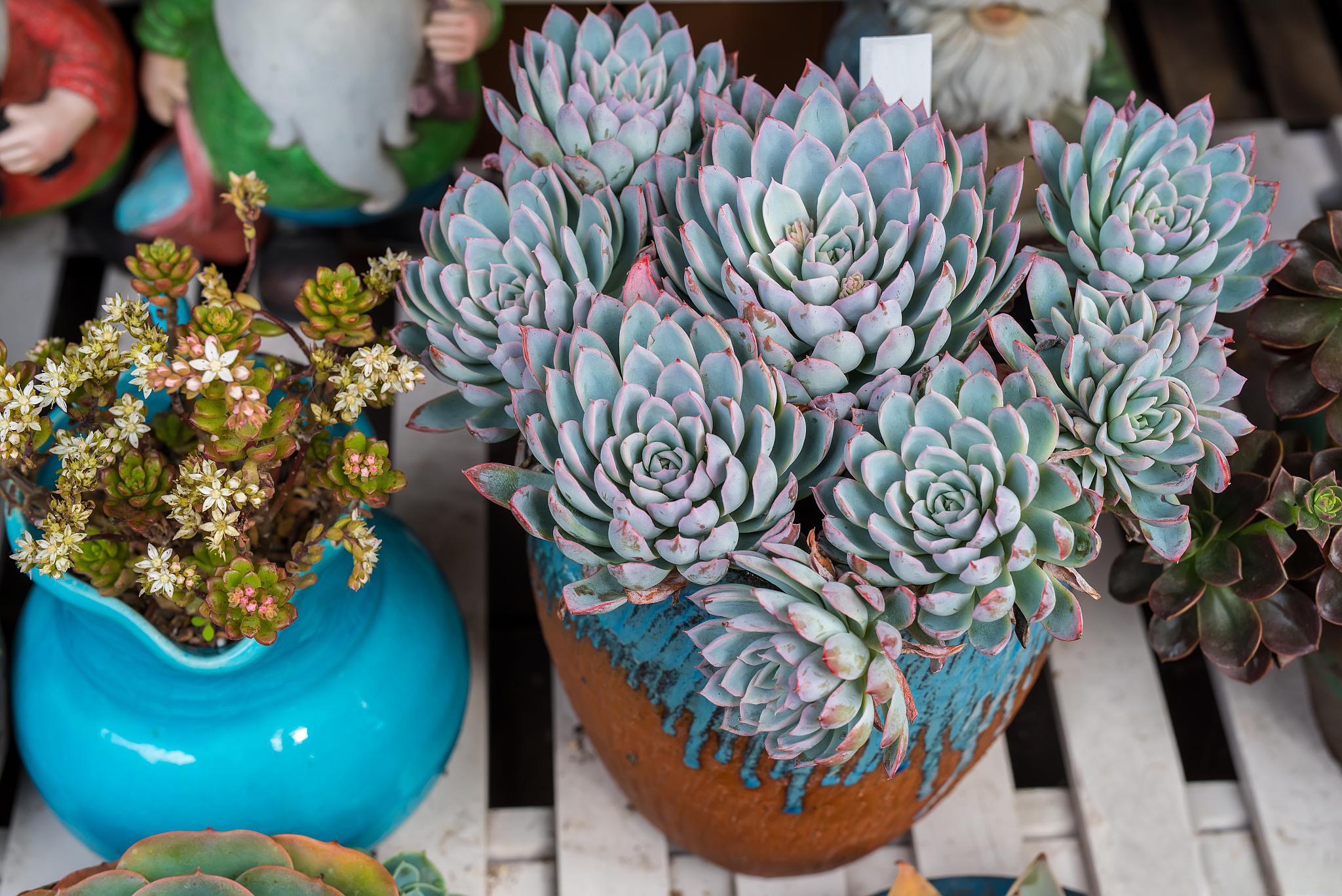 新花月锦:魅力四溢的多肉植物 新花月锦是一种魅力四溢的多肉植物