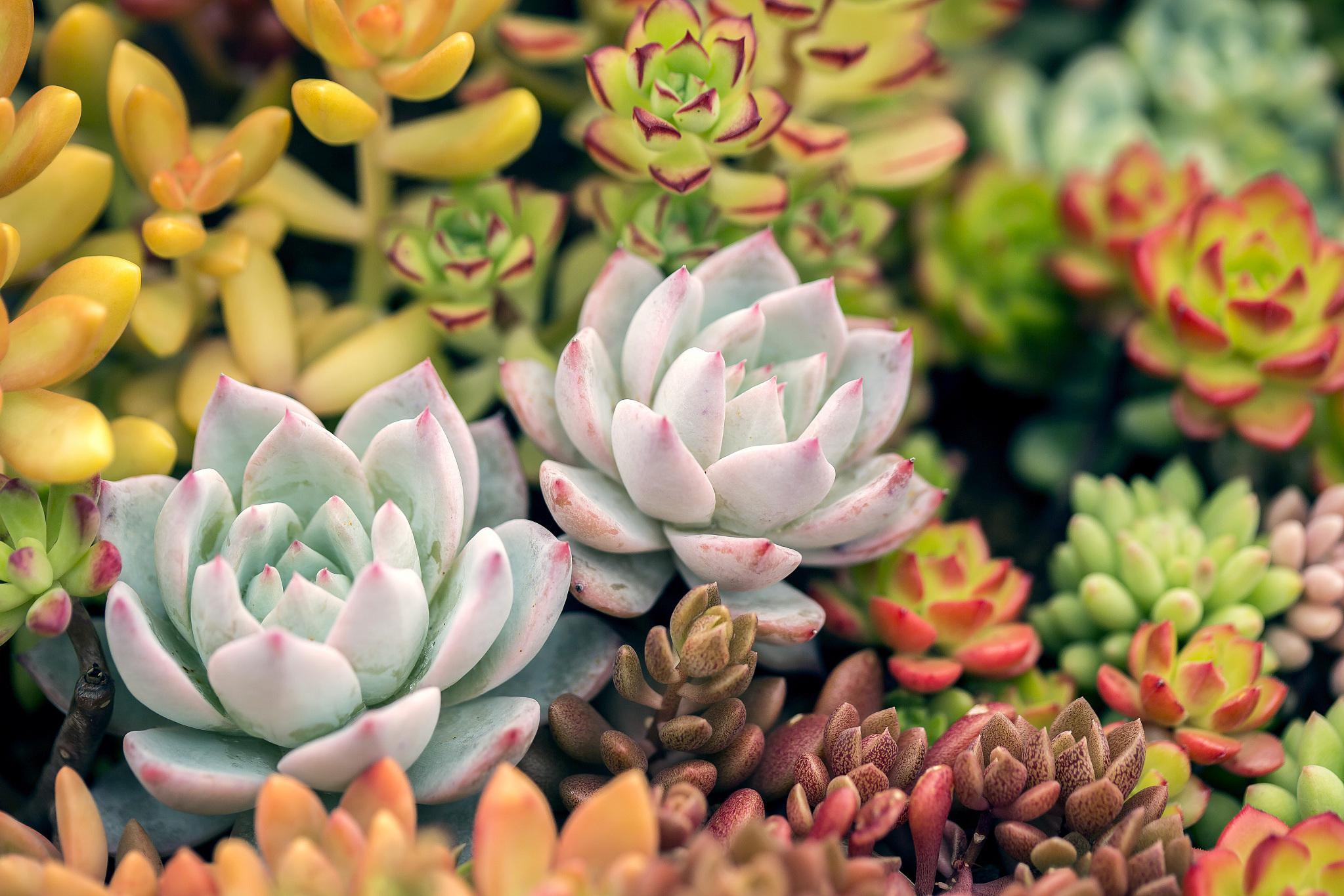 新花月锦:魅力四溢的多肉植物 新花月锦是一种魅力四溢的多肉植物