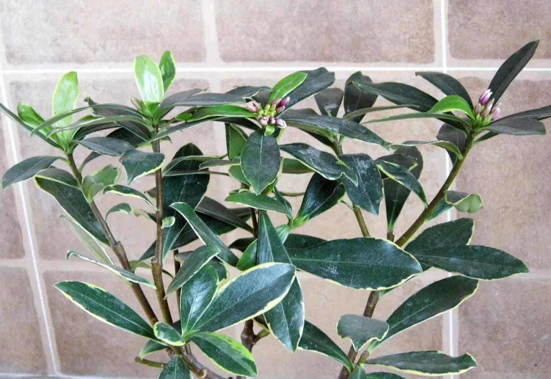 【花卉小百科】瑞香:千里香的芬芳 瑞香,又称睡香,蓬莱花和千里香,是