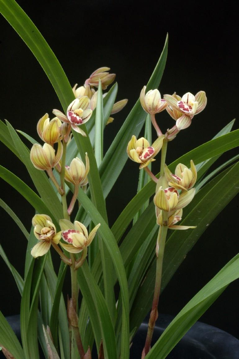 如今,随着历史的沉淀,兰花在人们心中的地位愈发重要.