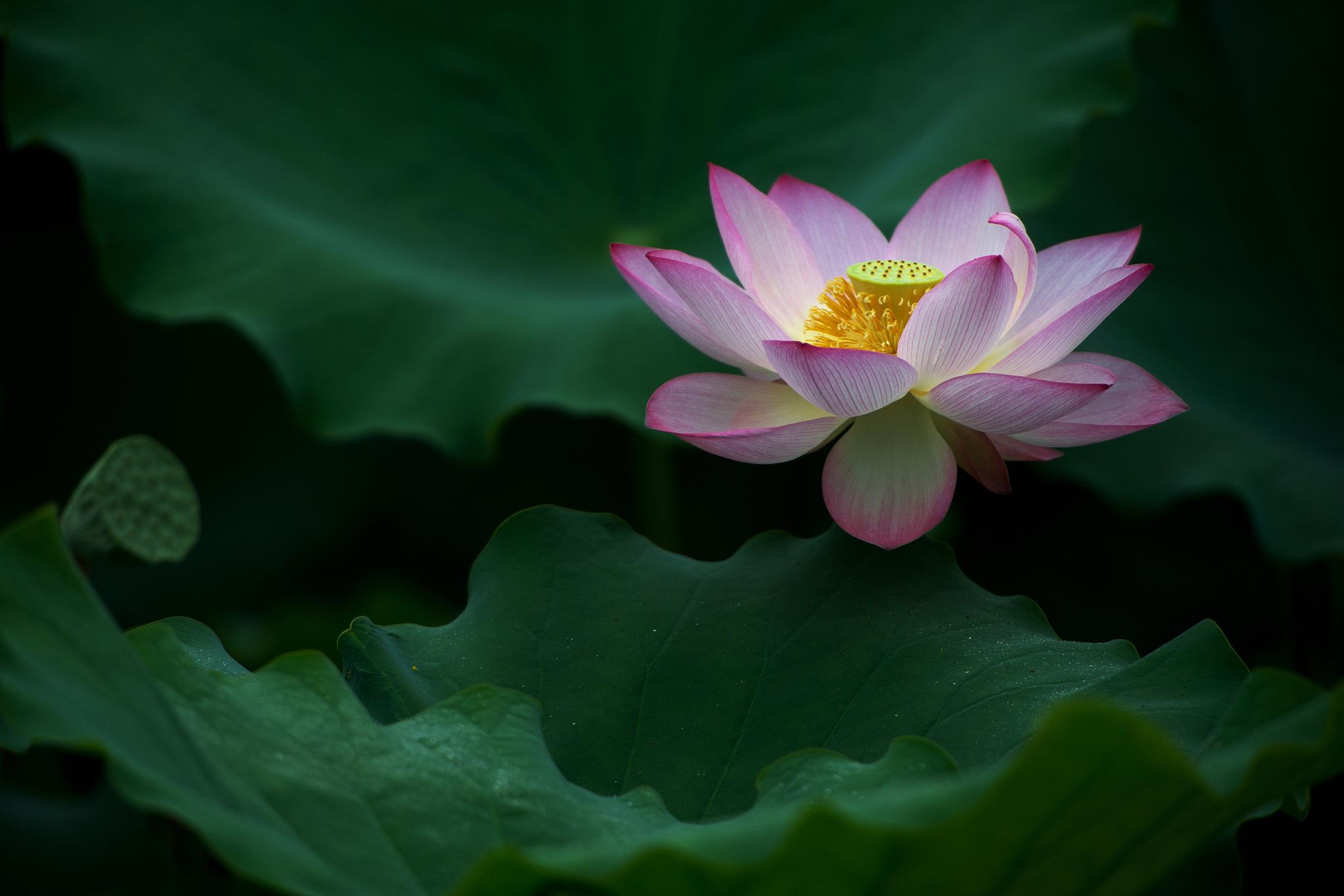 那就得从了解如何培育荷花开始.