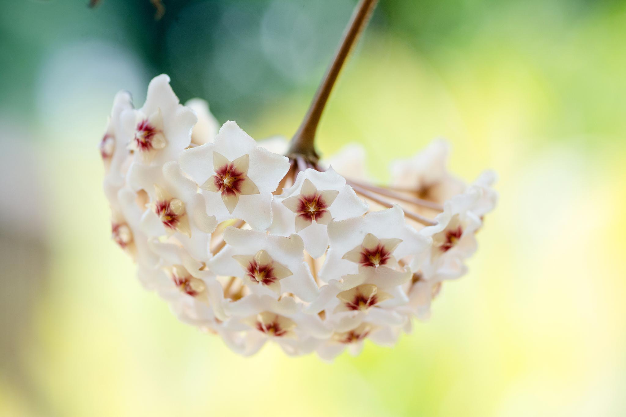 探索千年传承,菩提花与佛教的不解之缘 菩提花是一