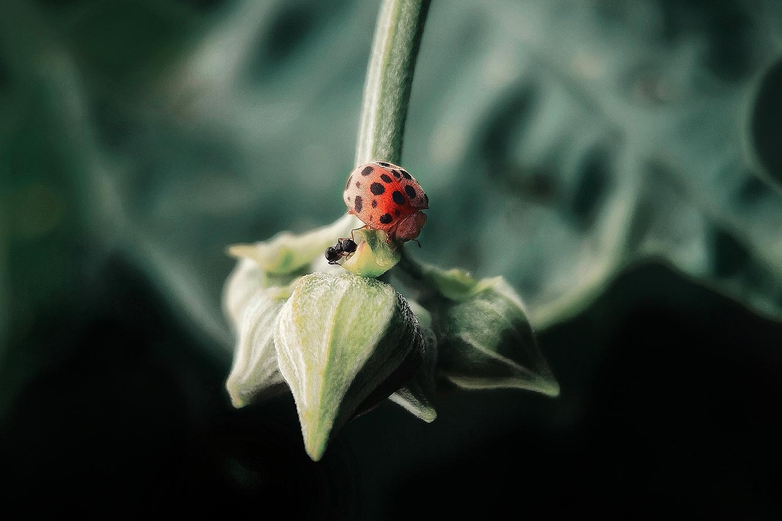 探索千年传承,菩提花与佛教的不解之缘 菩提花是一