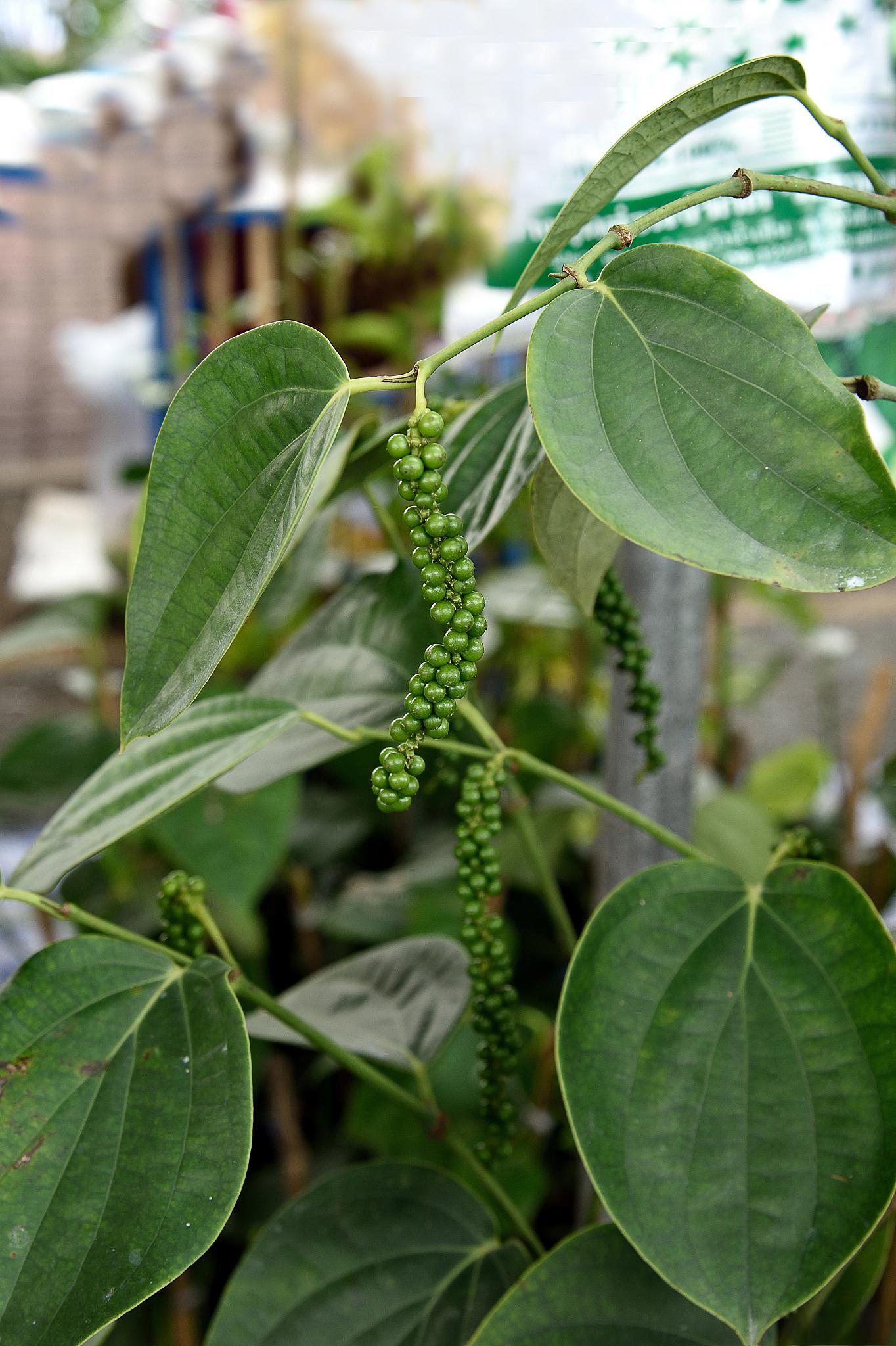 菜豆树:如何挽救黄叶飘零的美丽风景线 菜豆树是一道美丽的风景线