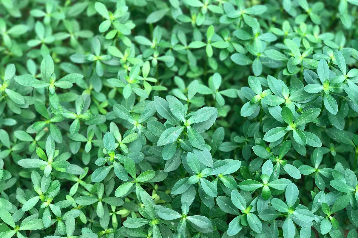 垂盆草养护技巧:让你的植物更健康 垂盆草以其独特的生长形态和迷人的
