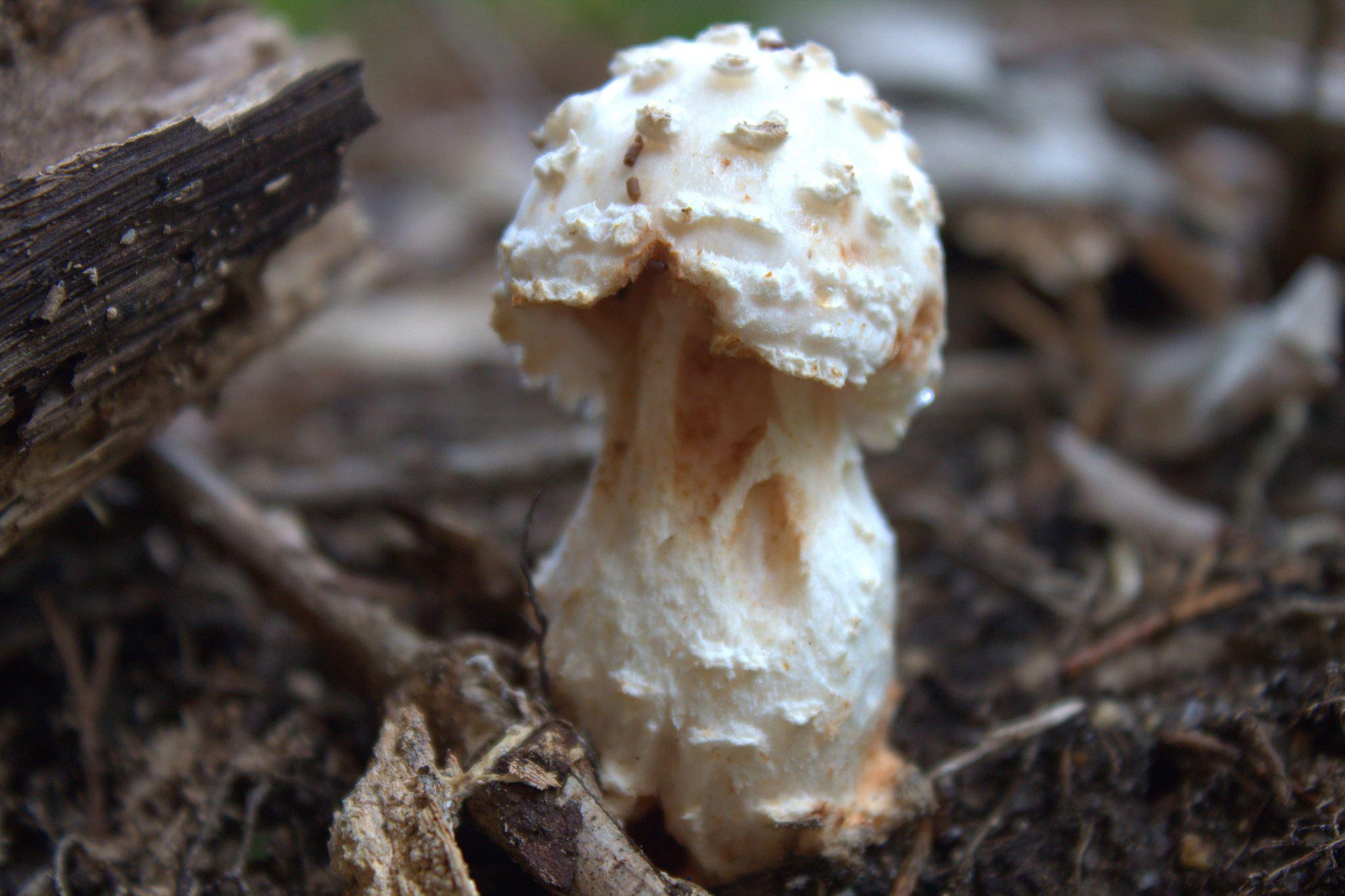 纯黄白鬼伞蘑菇图片图片