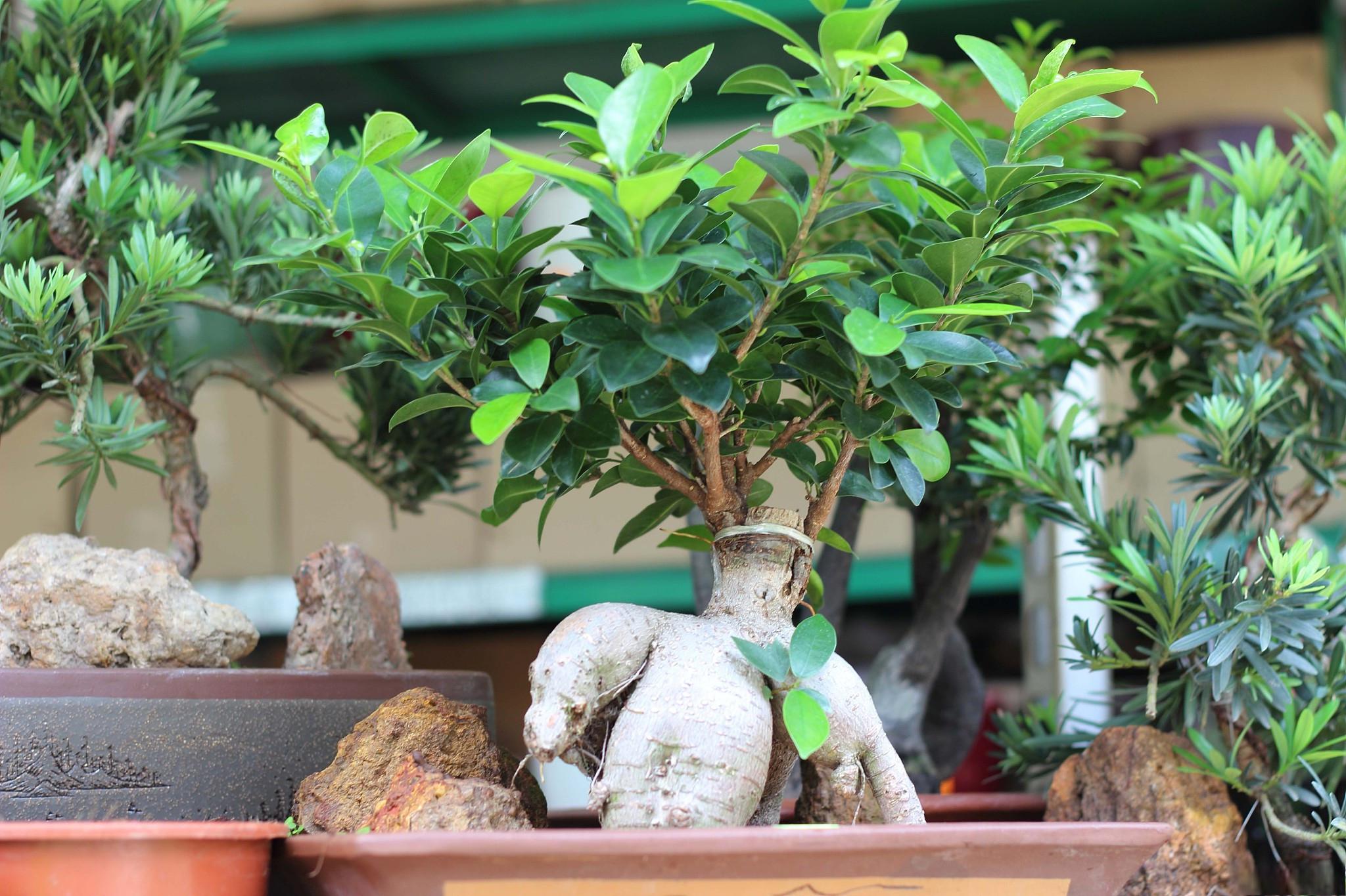 招财树是一种常见的观赏植物,也是风水学中的重要植物之一.