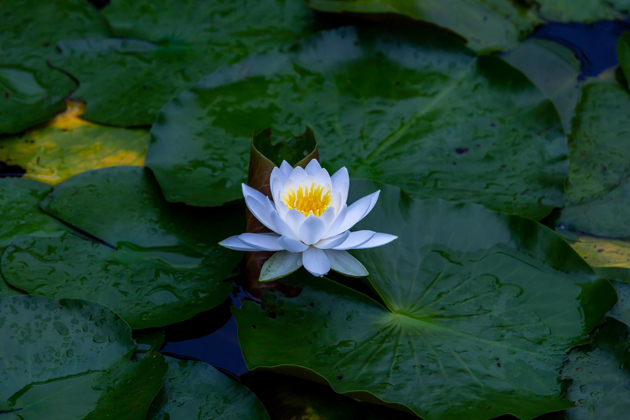 水莲花养护小秘诀:让它盛放美丽 水莲花是一种美丽的水生植物,它需要