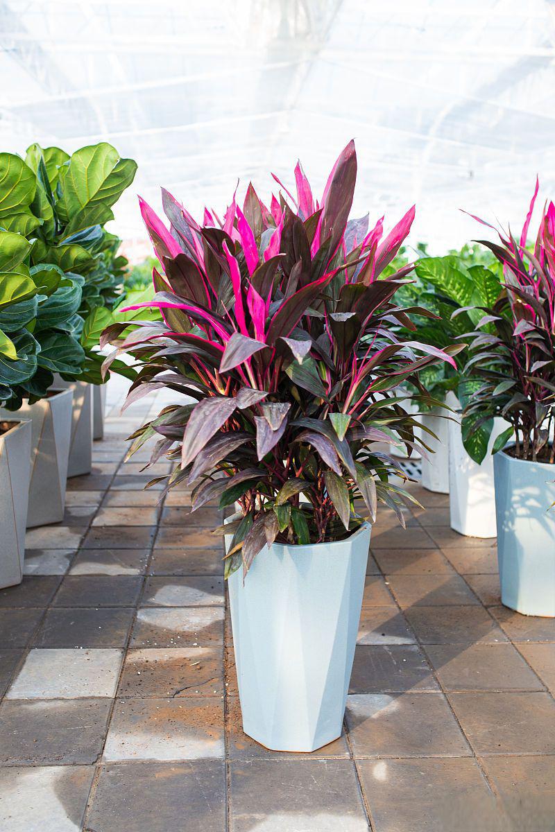 观叶植物:不开花的美丽 你是否注意到,在湛江市的一些公园里,那些不