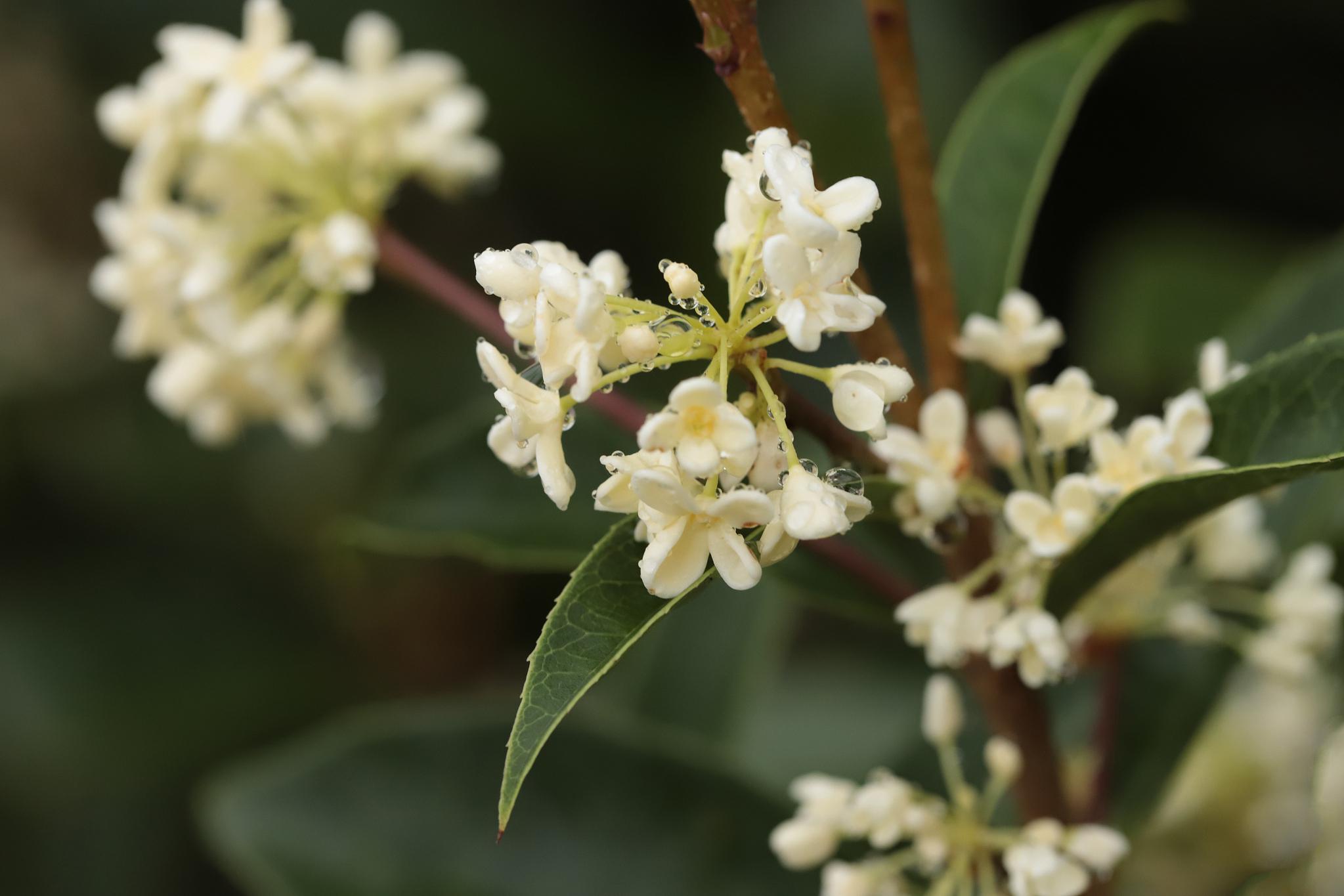 桂花枝的保存技巧 桂花是秋天的璀璨明珠,以其浓郁的香气和如玉般的