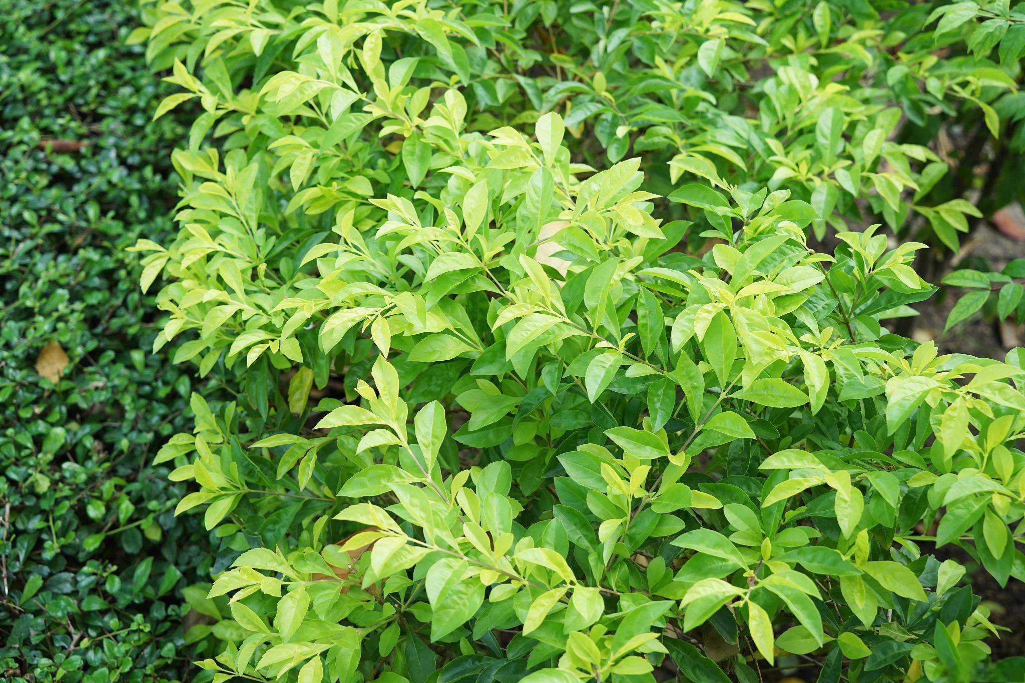 其实,这是洒金榕的自然生长规律.