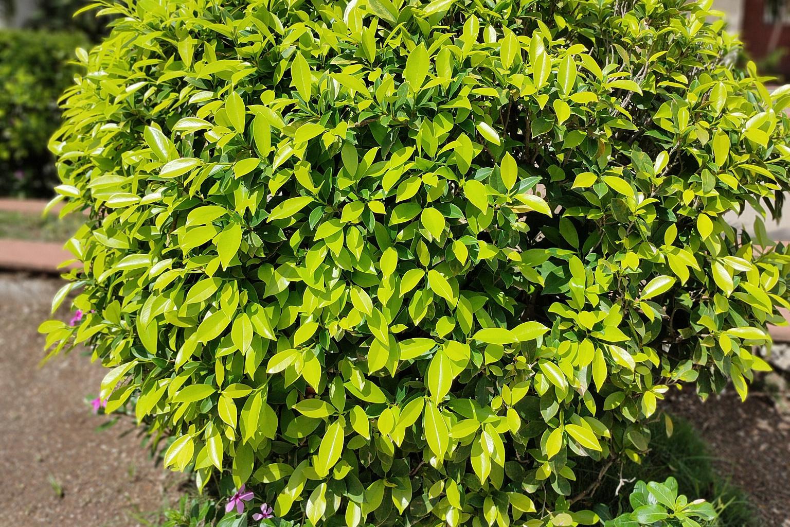 其实,这是洒金榕的自然生长规律.