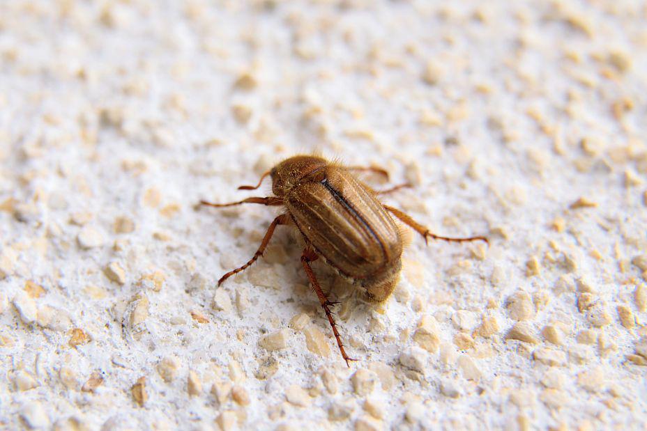 8种治理方法,轻松解决花朵油汗虫问题 花朵油汗虫是