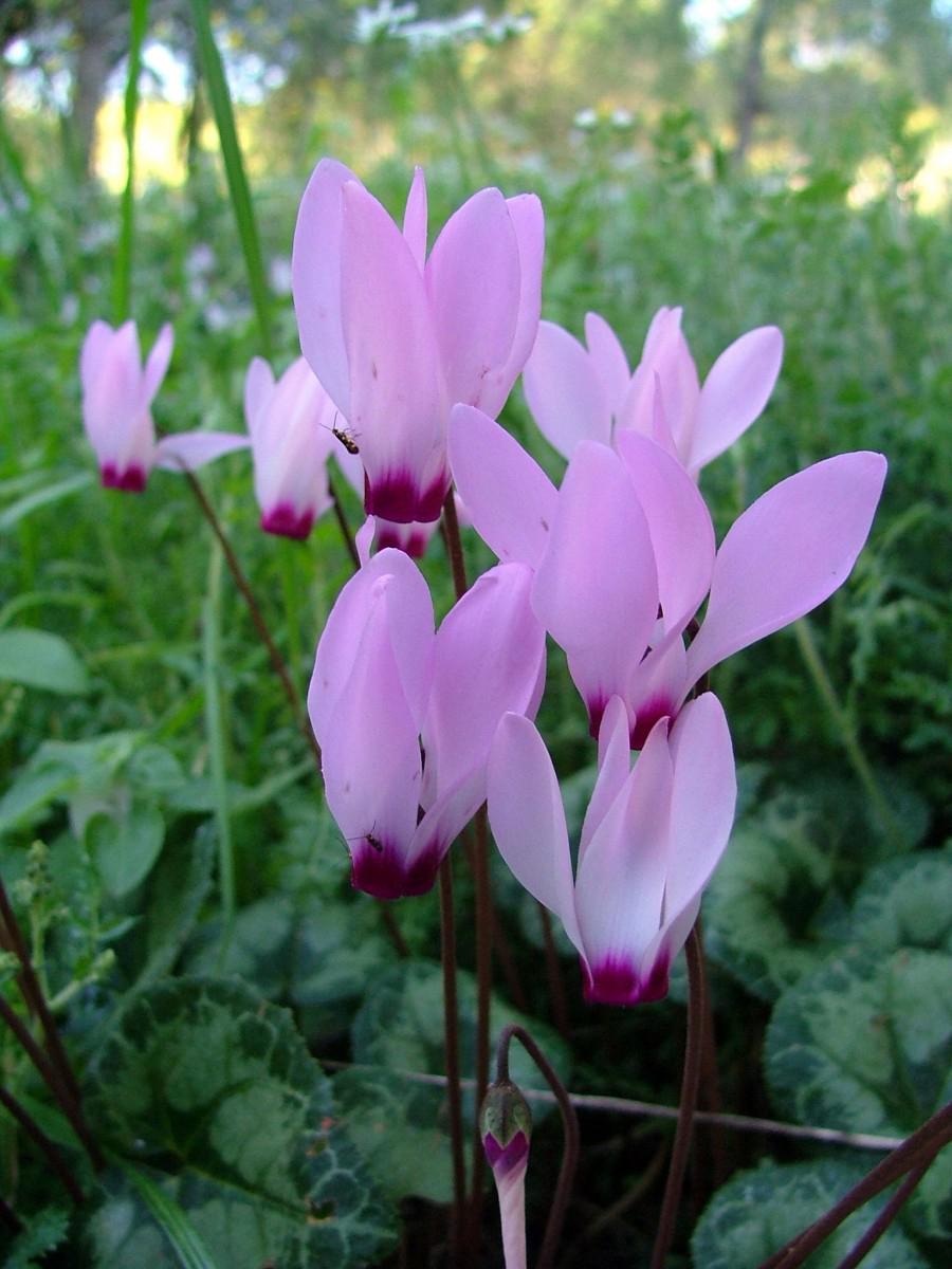 仙客来:如何管理休眠期 仙客来是一种令人心旷神怡的室内植物.