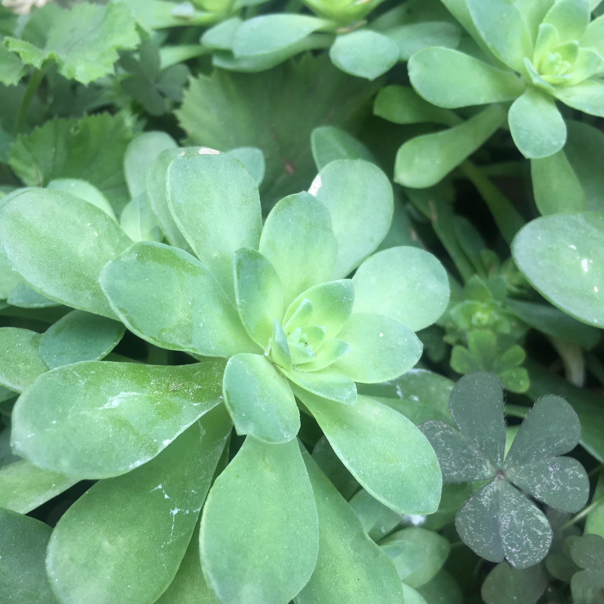 碧玉花养殖 让家居环境增添清新绿色 碧玉花以其鲜亮的绿色和独特形态