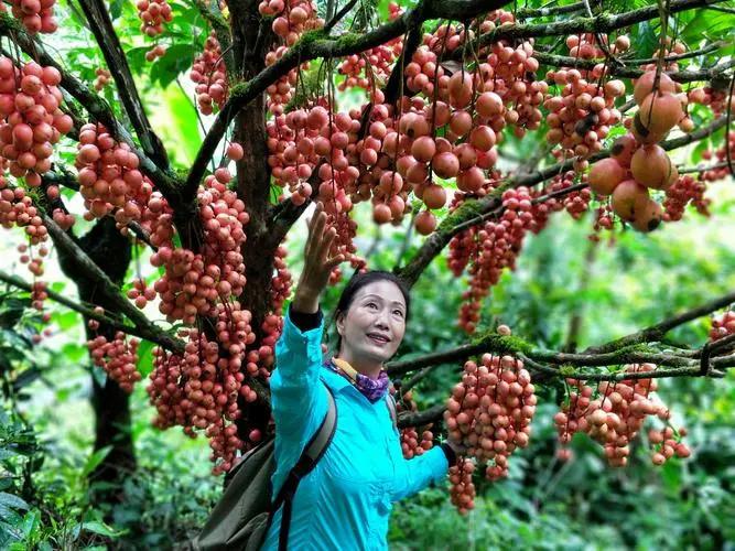 农村致富新选择:木奶果种植 木奶果作为一种营养丰富,口感独特的水果