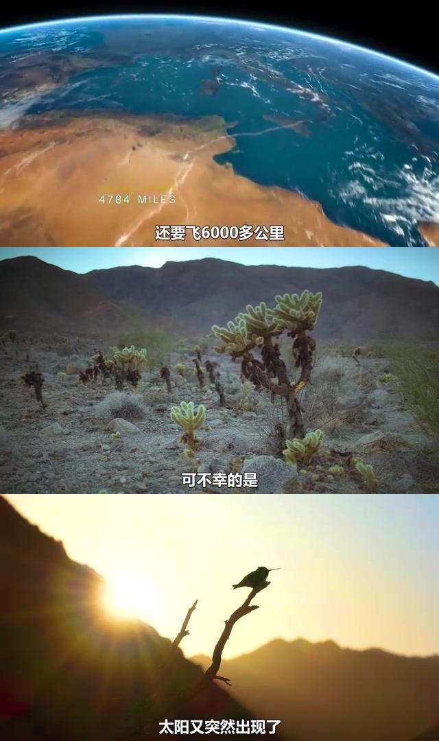 燕子南飞的奥秘:一部展示坚韧与勇气的纪录片 燕子在迁徙过程中展现了