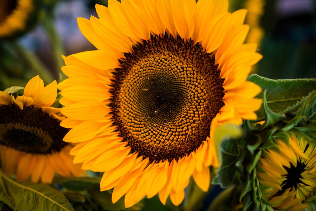 向日葵的灿烂与神秘 向日葵,这朵充满阳光的精灵,以其无比的灿烂与