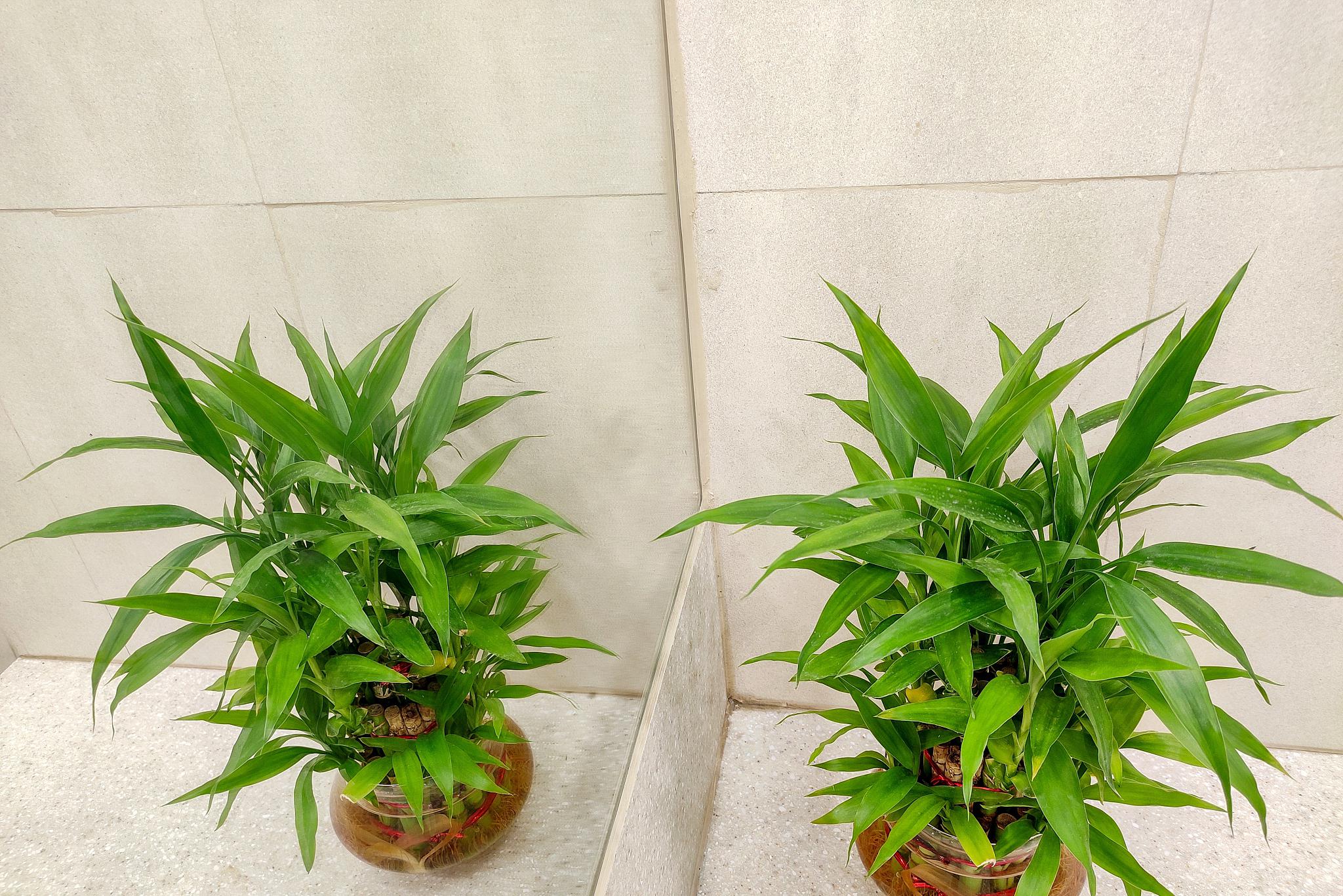 富贵竹:打造生机勃勃的家居环境 富贵竹是家居绿化的优选,它象征着