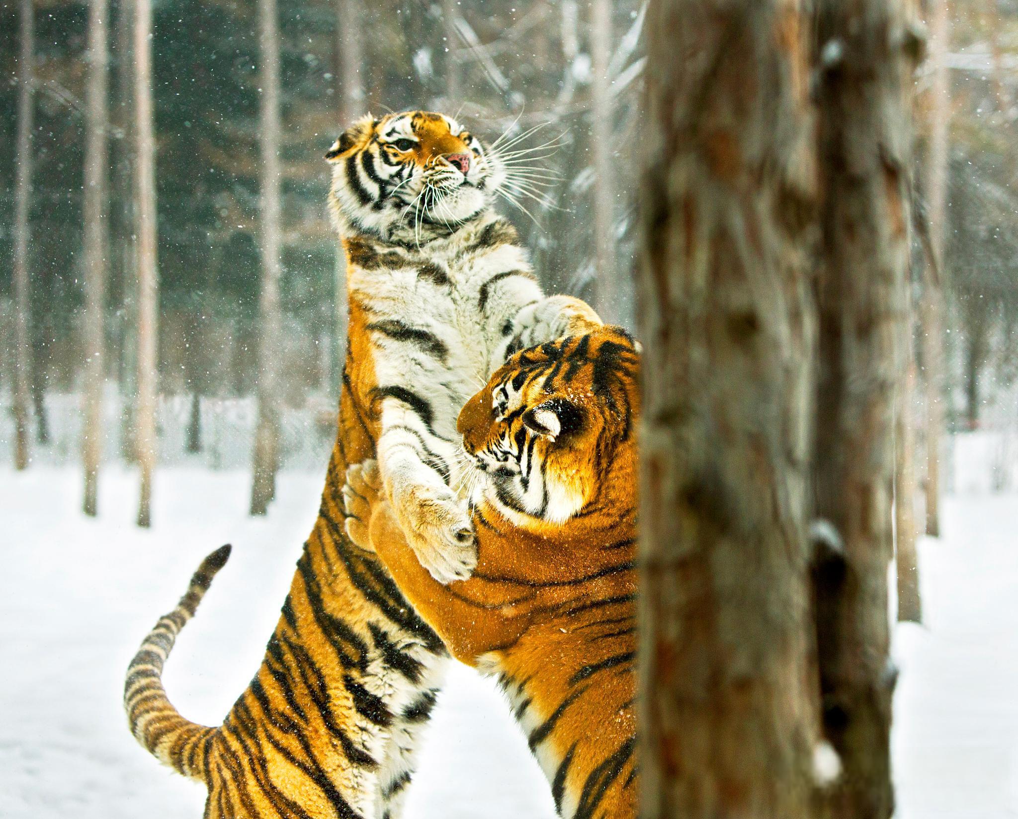 东北虎再次下山,人类与虎共生的挑战与机遇 吉林珲春铜矿监控近日捕捉