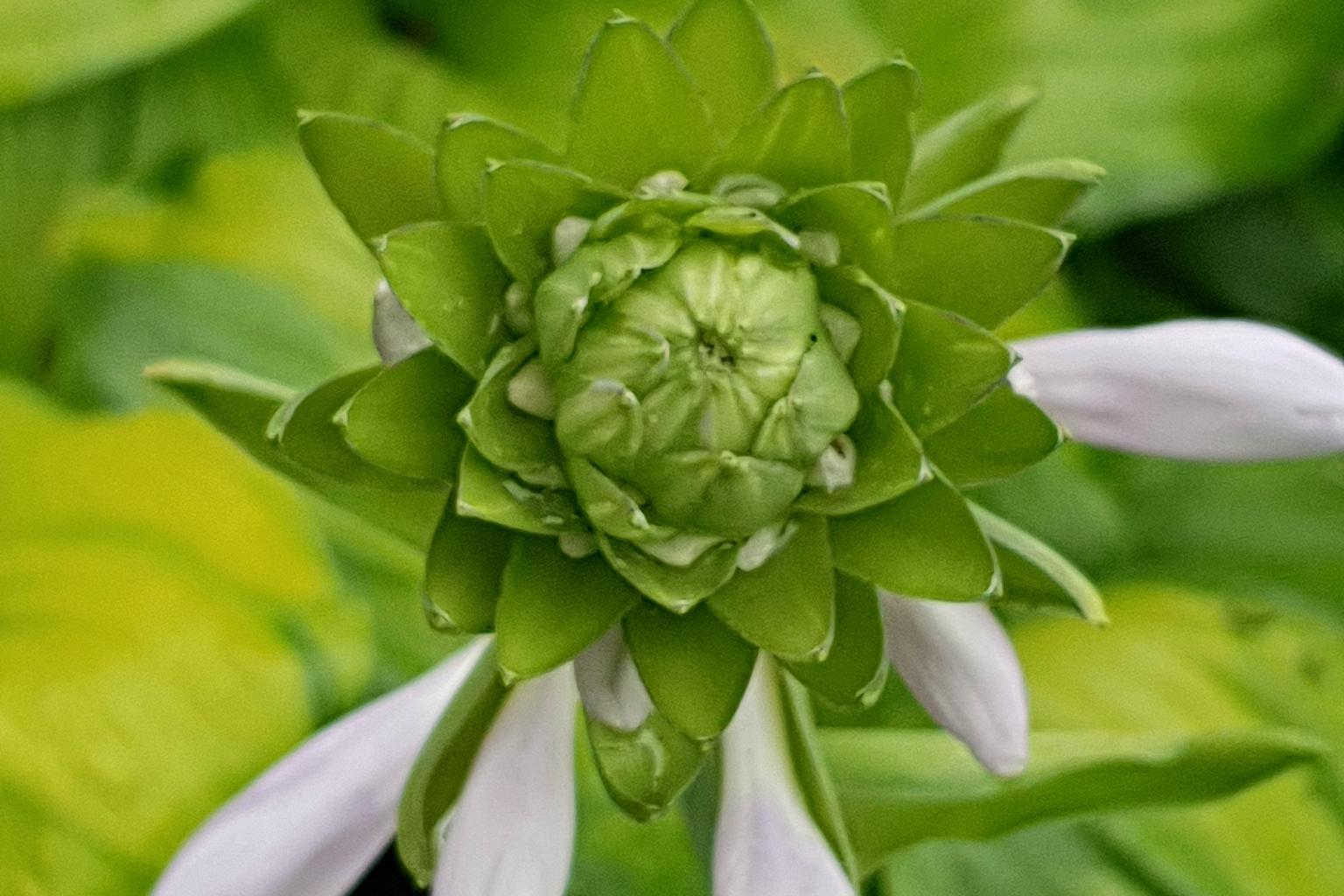 养殖碧玉花 技巧与耐心 碧玉花是一种美丽的绿色植物