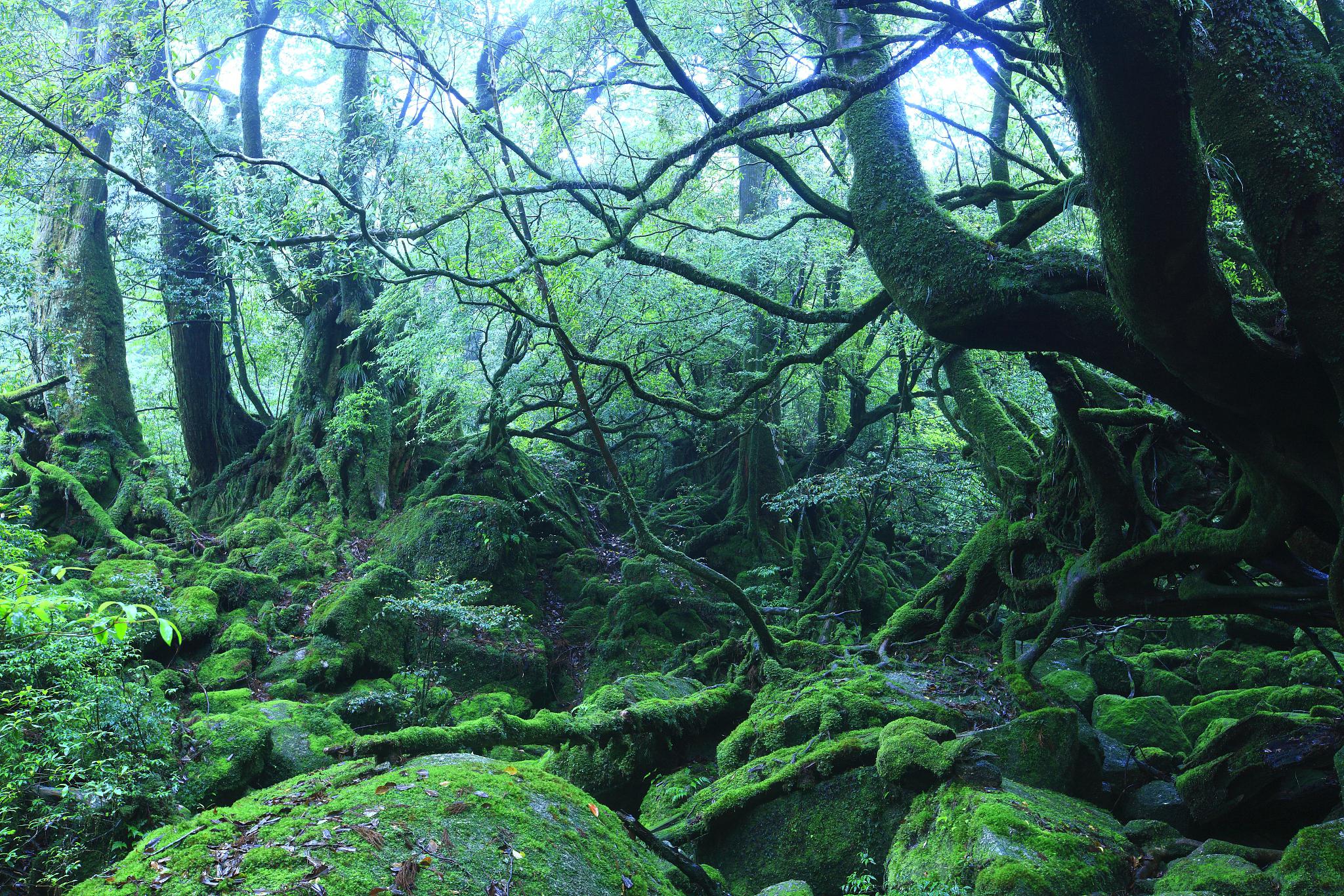 西双版纳热带雨林 生物多样性的宝地 西双版纳