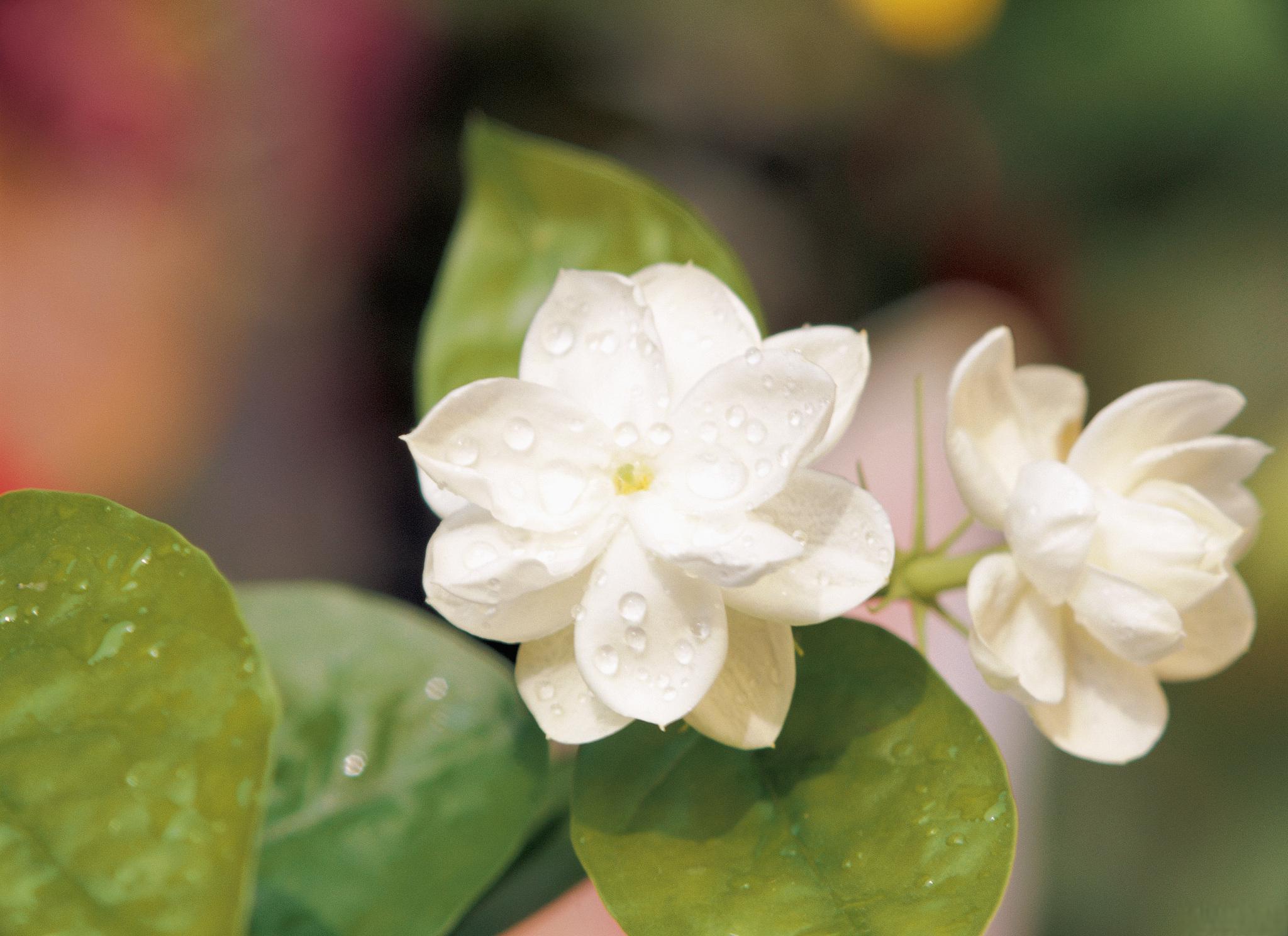 茉莉花:喜爱温暖湿润的长日照花卉 茉莉花是一种喜爱温暖湿润气候的长