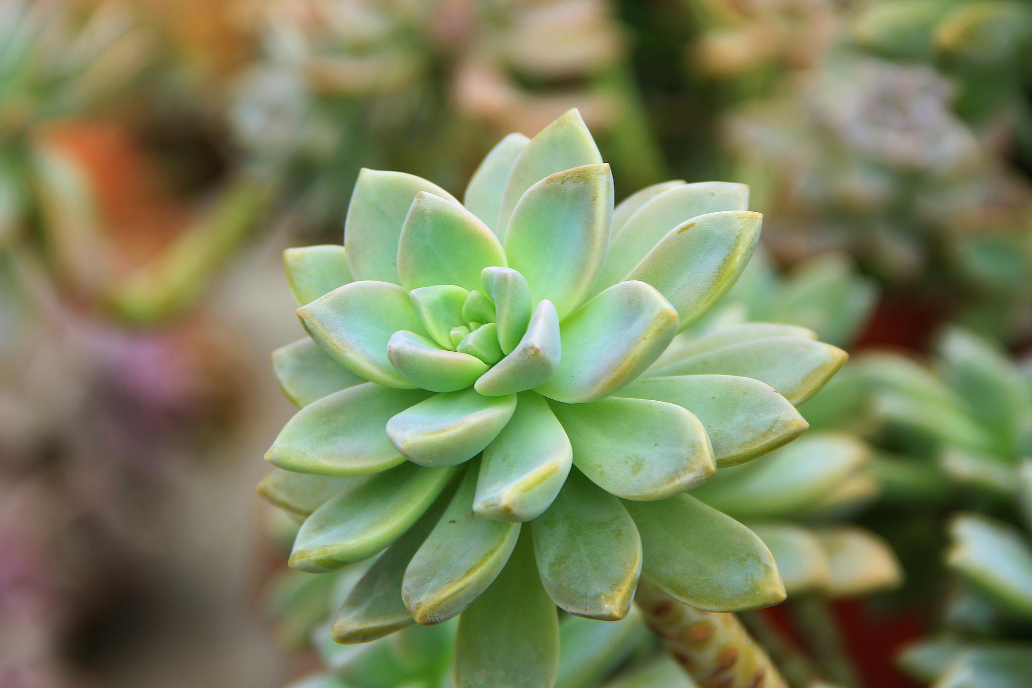 多肉植物日常养护秘籍 多肉植物以其独特的形态和养护方式