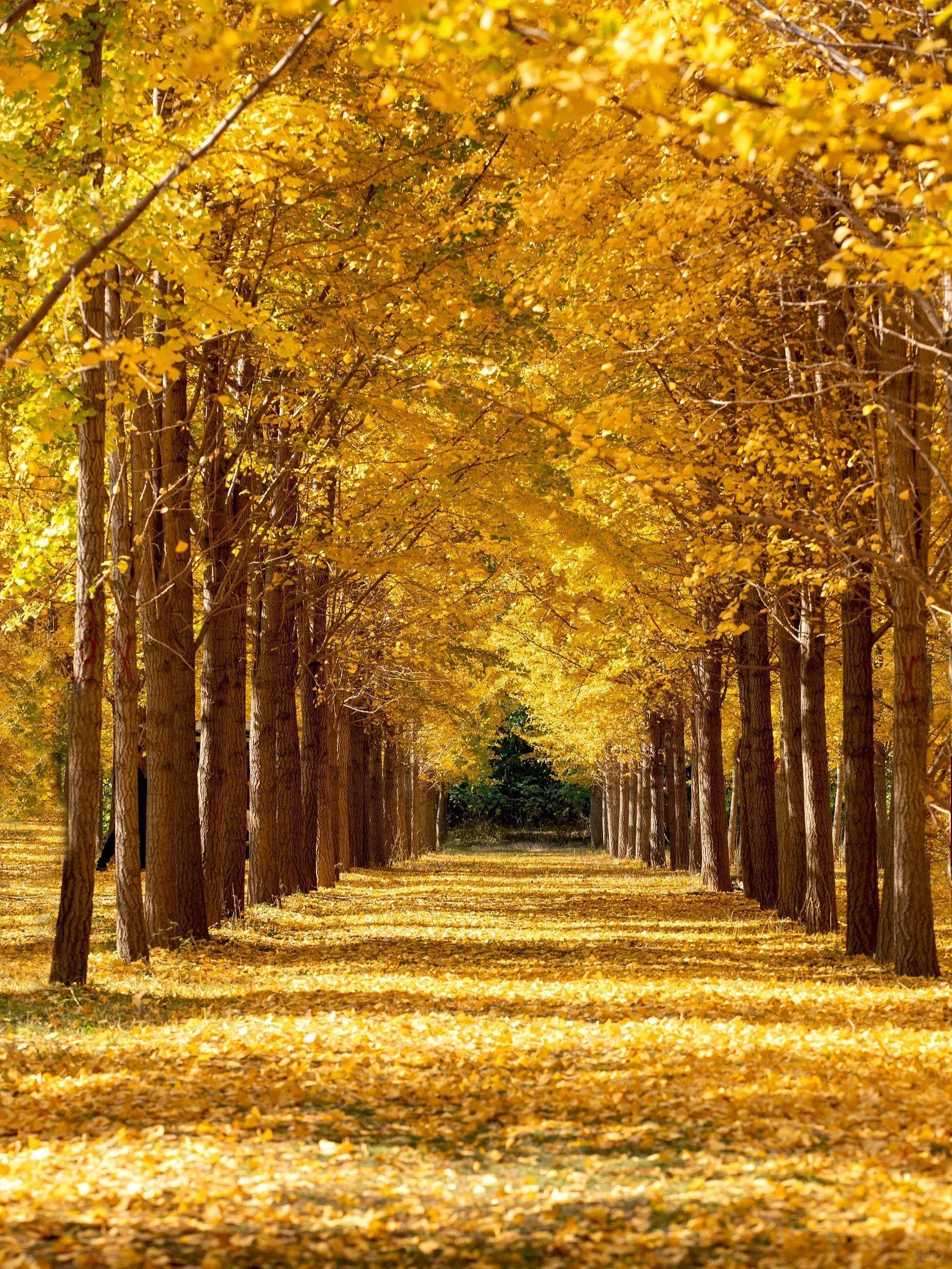 冬日里的泉城美景 济南,这座美丽的泉城,每个季节都有它独特的魅力.