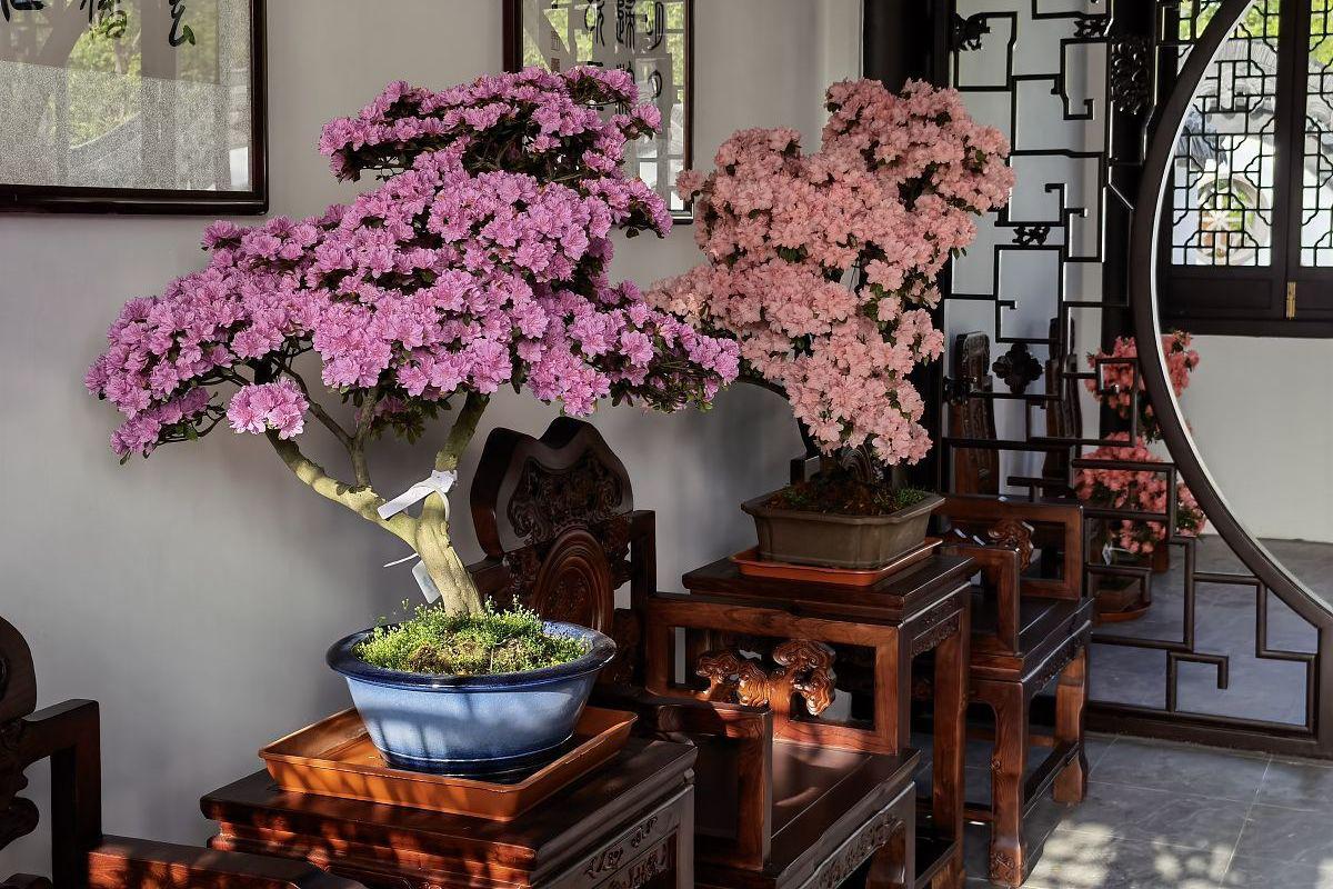 如何养护紫薇花盆栽 紫薇花,又名百日红,花色璀璨,花型优雅,是园林与