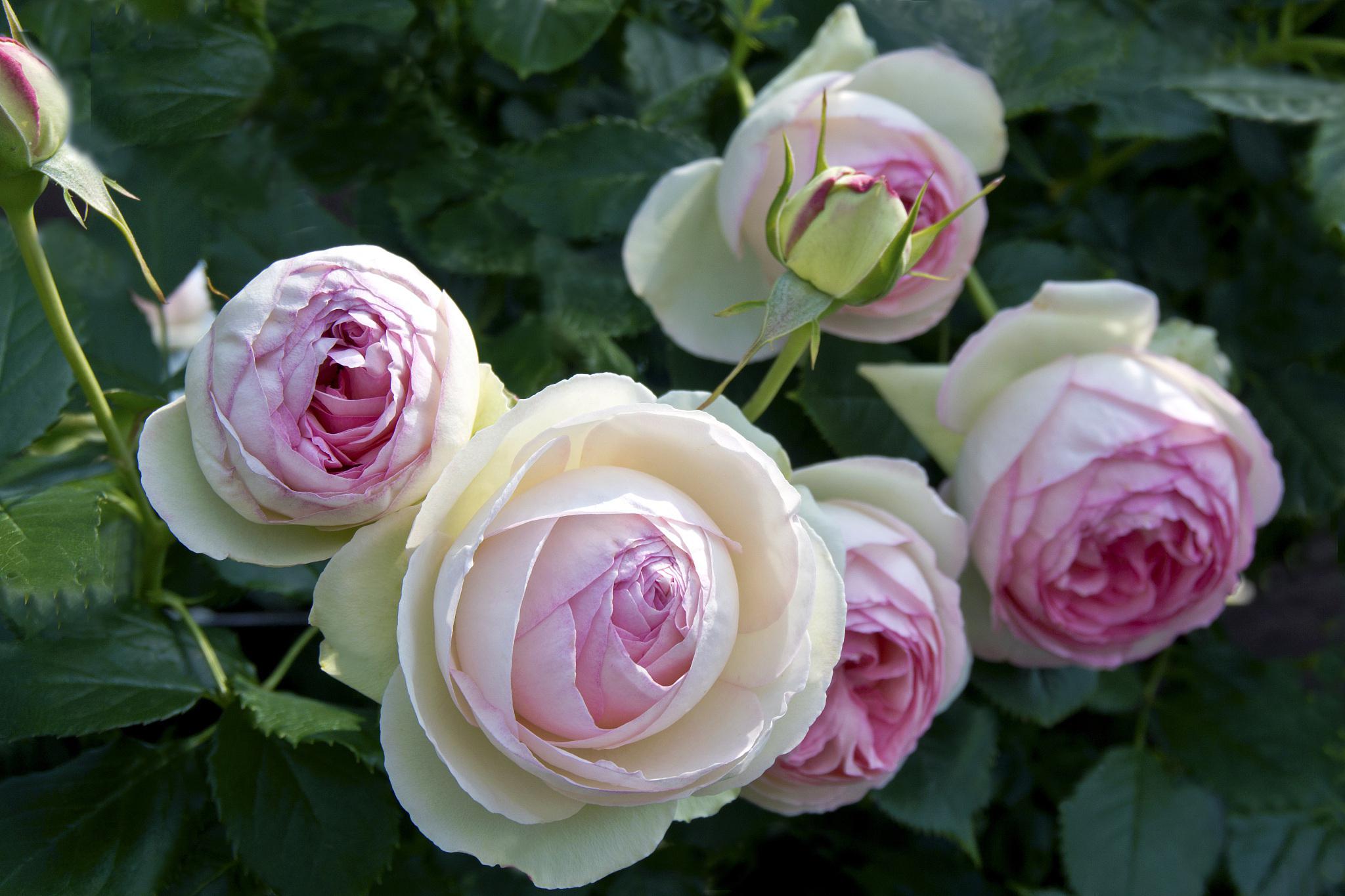 索菲罗莎月季:完美中的不完美.@数码商务达人的动态