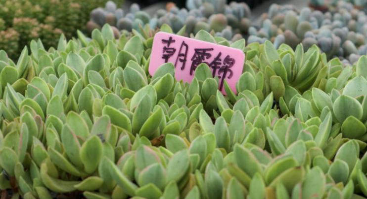 多肉朝霞锦简介图片