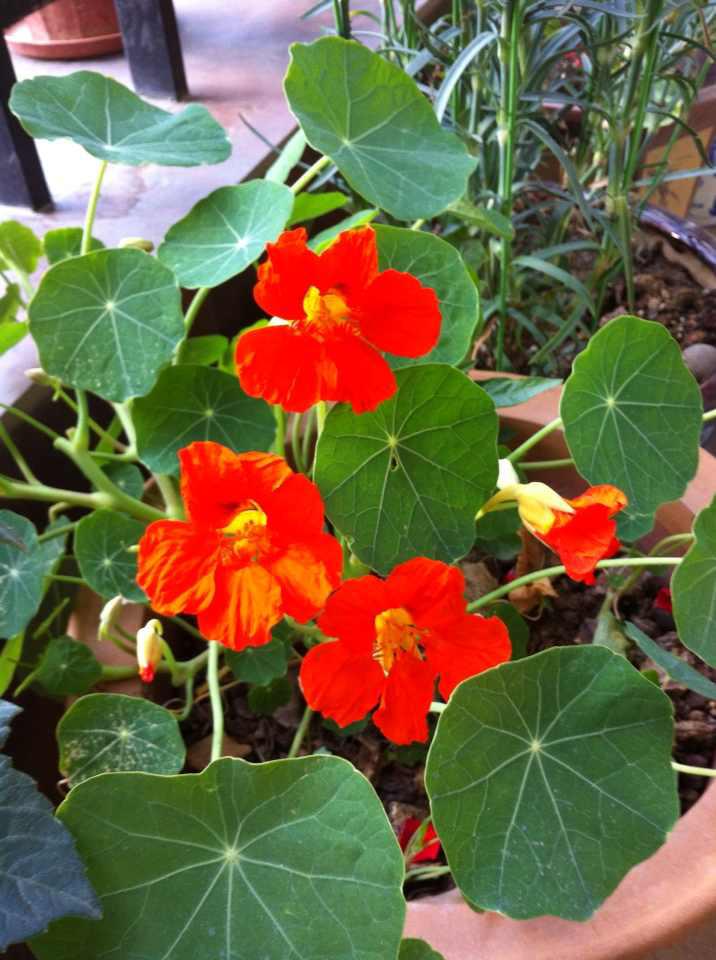 威豹押运:从草创到领军,法律视角下的坚守与创新 威豹专业押运公司