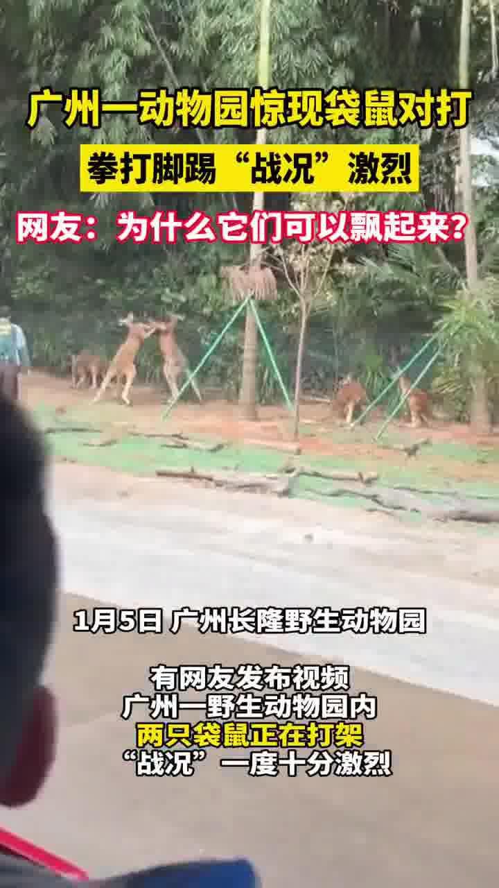 观看动物打架的视频网站推荐_动物打架动画