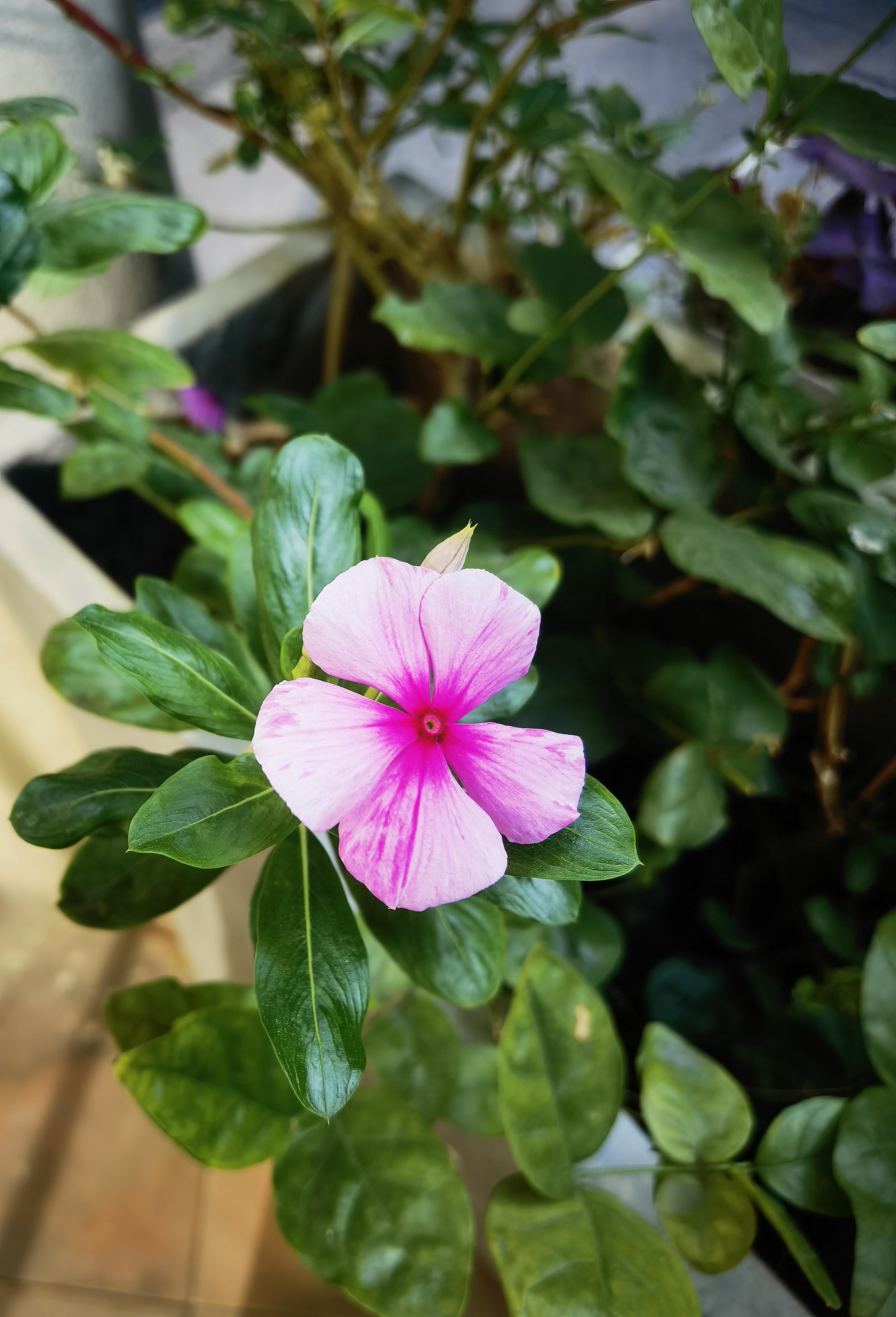 长春花:中国传统文化中的幸运之花 长春花,寓意着长寿与吉祥,是中国