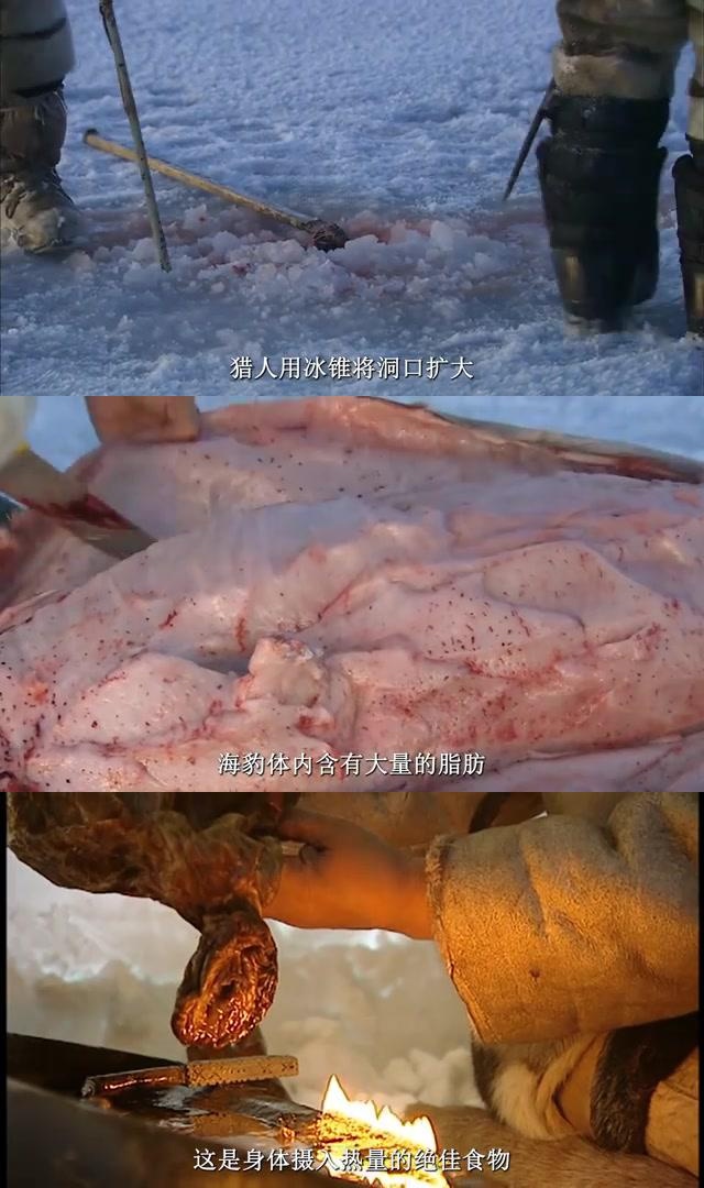 因纽特人凭借智慧和勇气,保持着古老的狩猎习惯,主要食物来源是海豹和