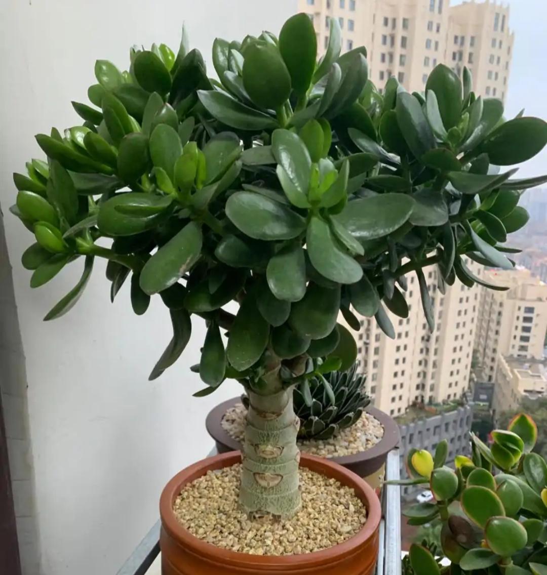 玉树是一种优美的多肉植物,不仅能美化家居,还有着招财进宝,纳福的
