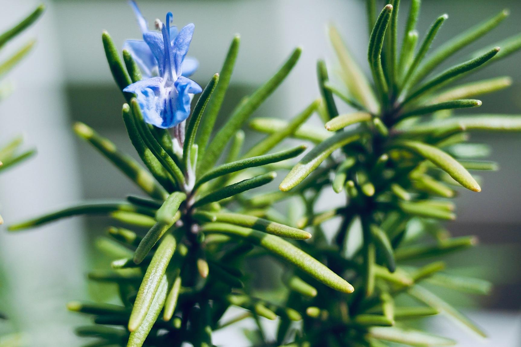 盆栽迷迭香:让生活充满香气 迷迭香是一种神奇的香草植物,用途广泛,为