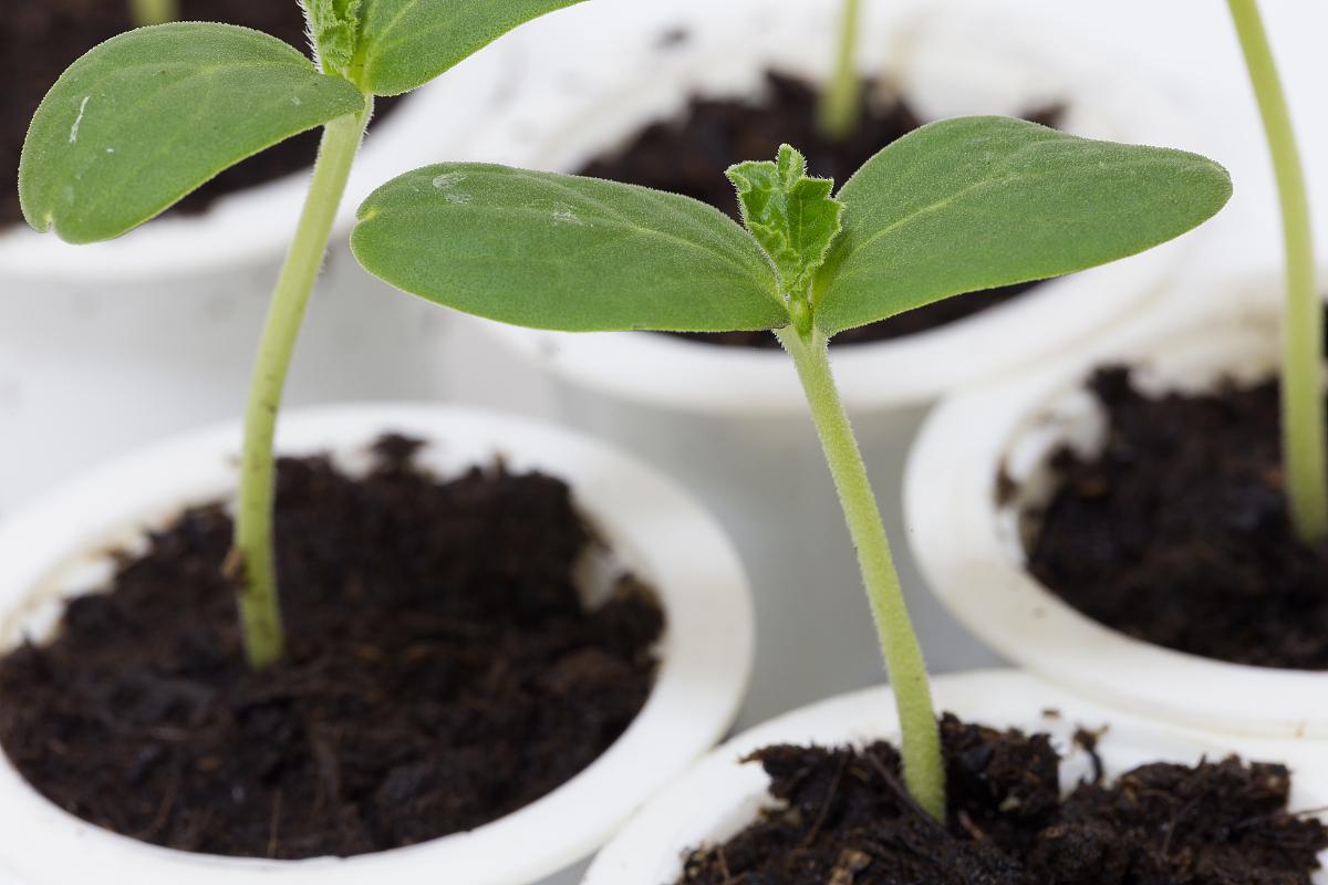 仙客来小苗养殖指南 仙客来,又名兔耳花,是一种观赏价值极高的多年生