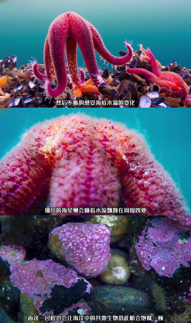 海星卵被捕食:海底世界的生存之战 在深邃的海底,生命为了生存展开了